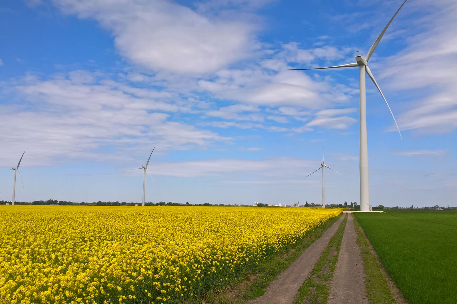 A vast field of yellow rapeseed flowers, with wind turbines in the background and a blue sky dotted with clouds.