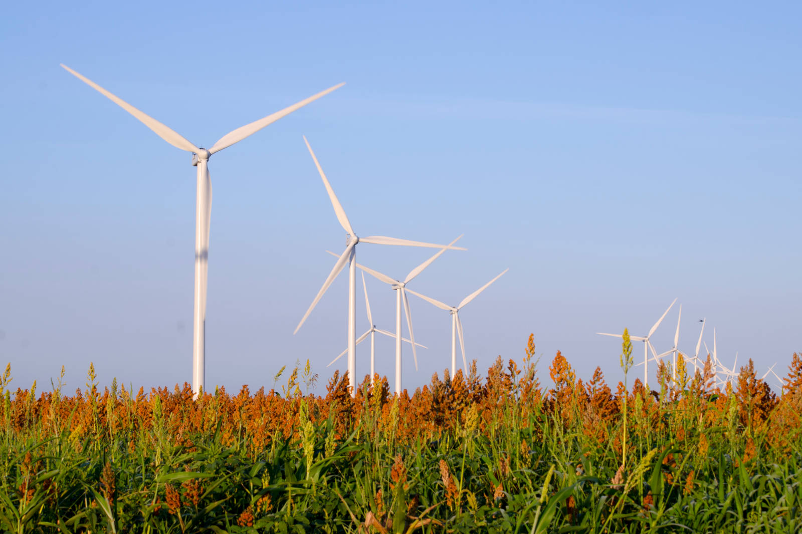A landscape featuring wind turbines against a clear sky, with lush green and orange crops in the foreground.