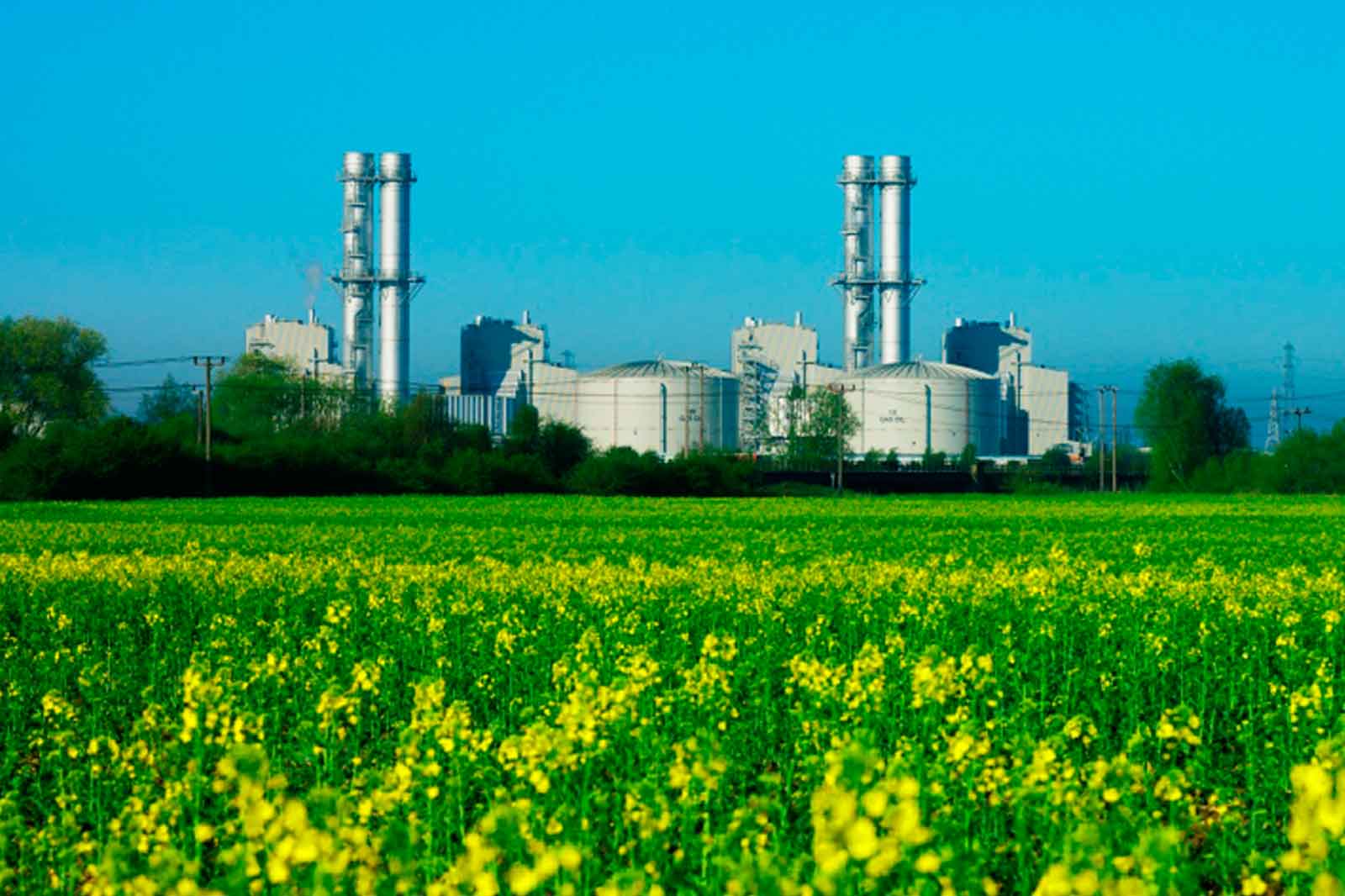 A vibrant yellow field in the foreground with industrial structures and smokestacks in the background under a clear blue sky.