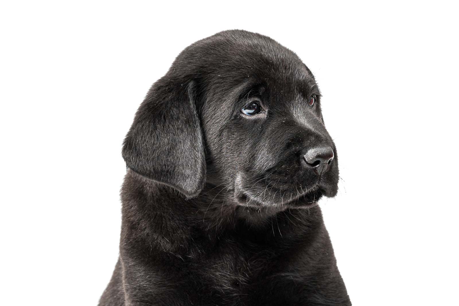 A close-up of a black puppy with soulful eyes and soft fur, looking to the side against a white background.