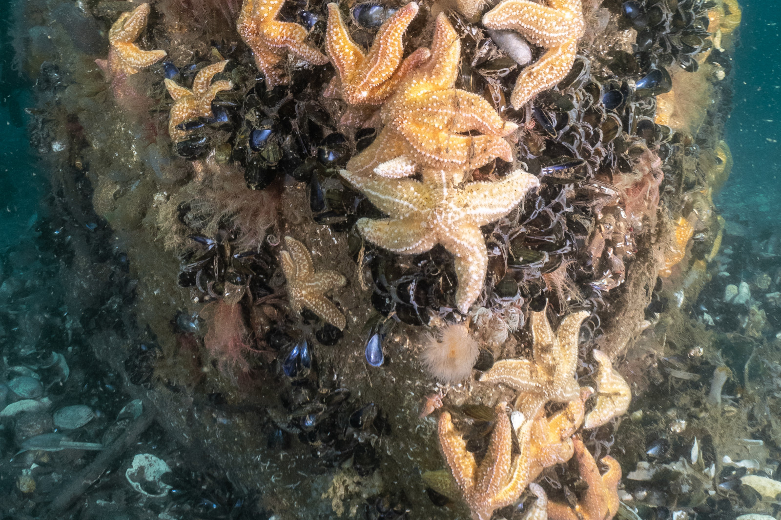 A cluster of orange starfish on a submerged structure, surrounded by black mussels and brown seaweed.