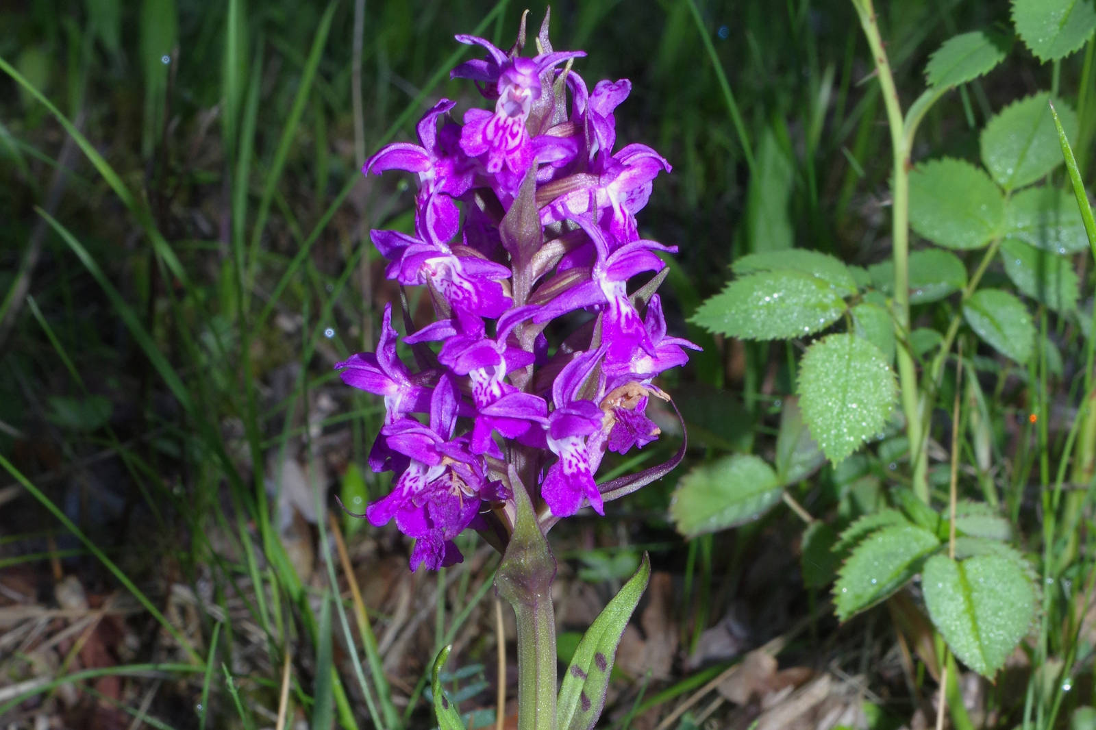 Eine lebhafte lila Orchidee mit mehreren Blüten, vor einem Hintergrund aus grünem Gras und Blättern.