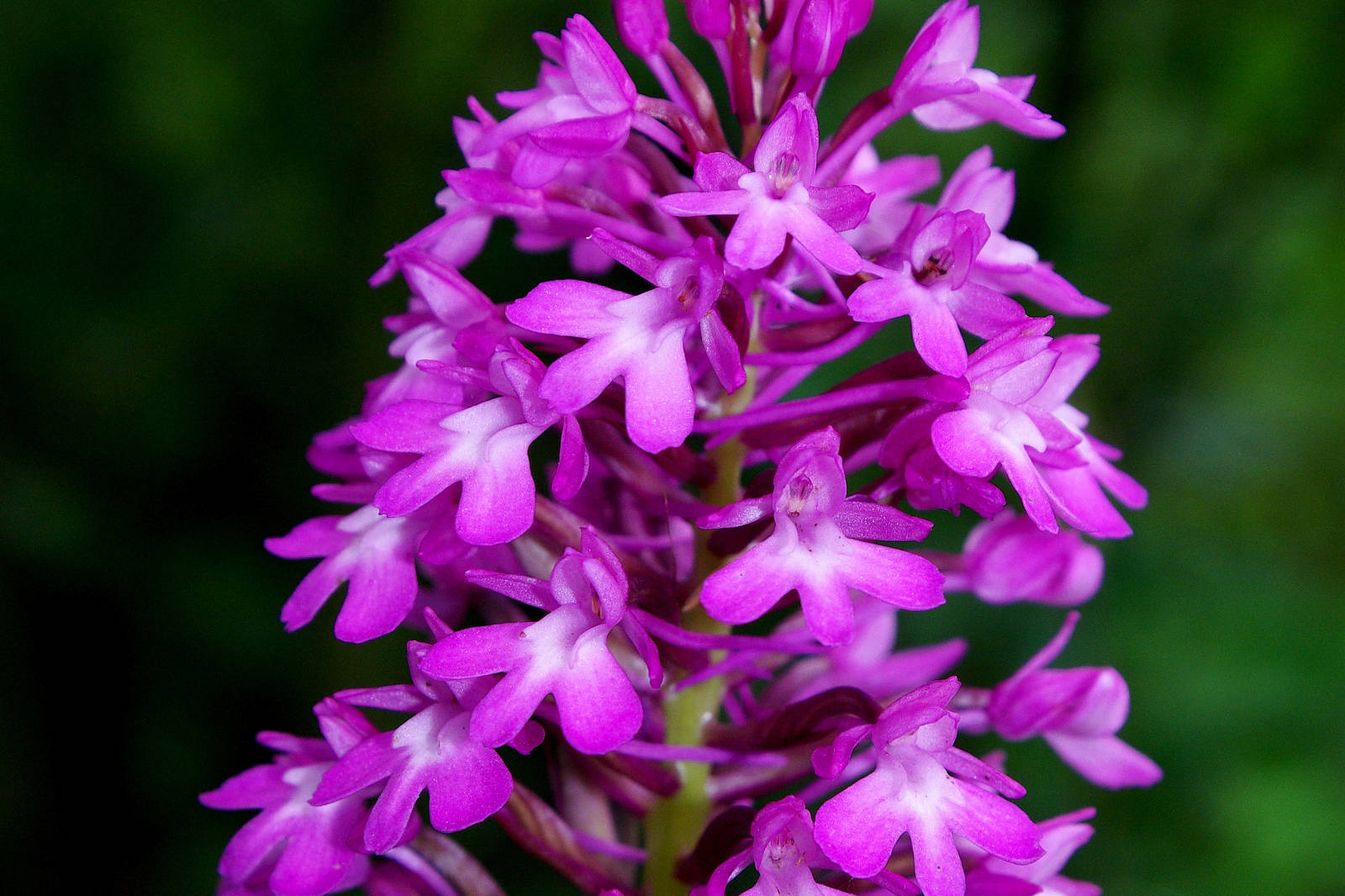 Eine Nahaufnahme einer lebhaften pinken Orchideenblüte mit zarten Blütenblättern, die vertikal vor einem dunkelgrünen Hintergrund angeordnet sind.