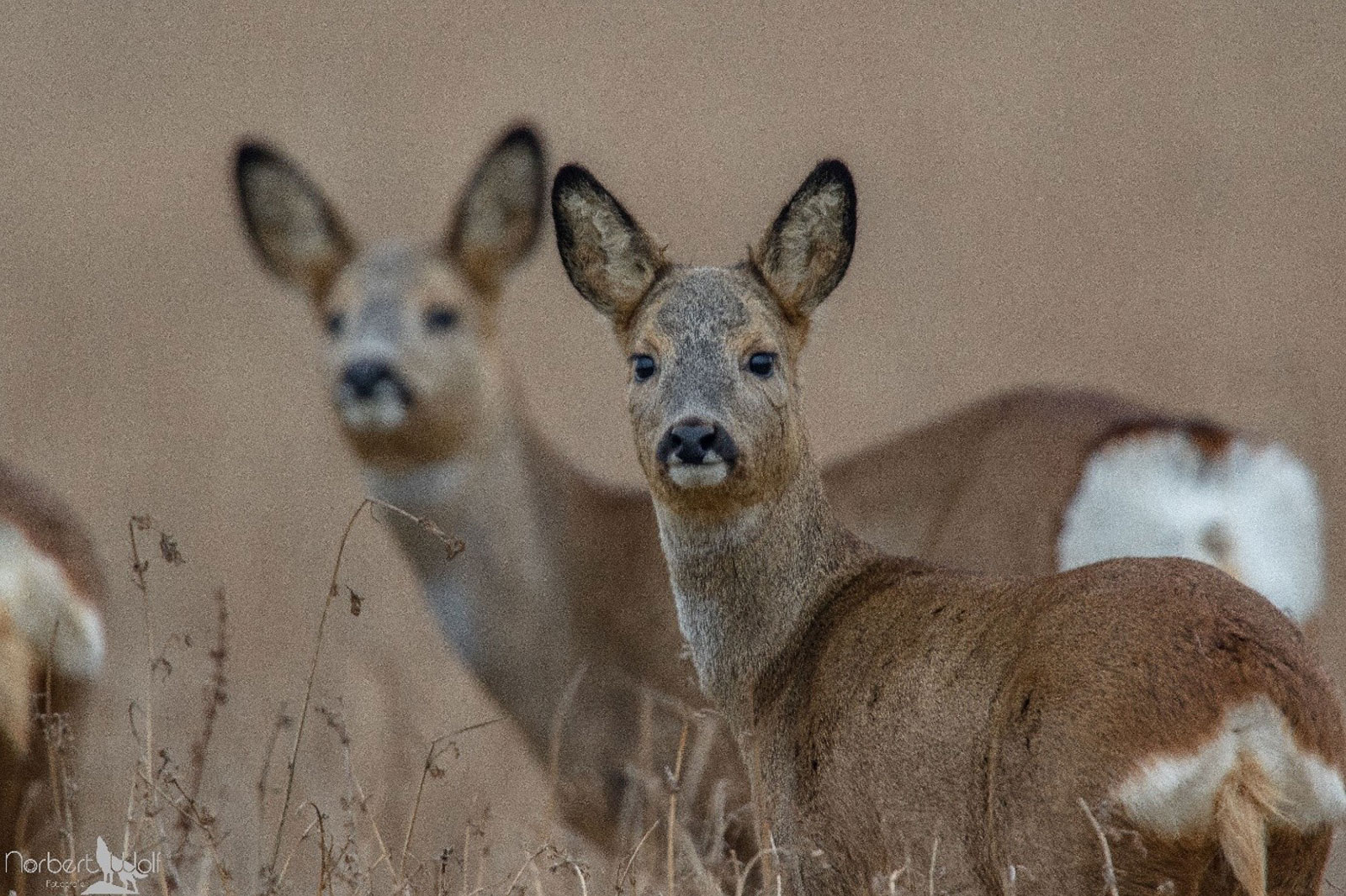 Eine Nahaufnahme von zwei Rehen in einem grasbewachsenen Feld, wobei eines in die Kamera schaut und das andere leicht im Hintergrund verschwommen ist.