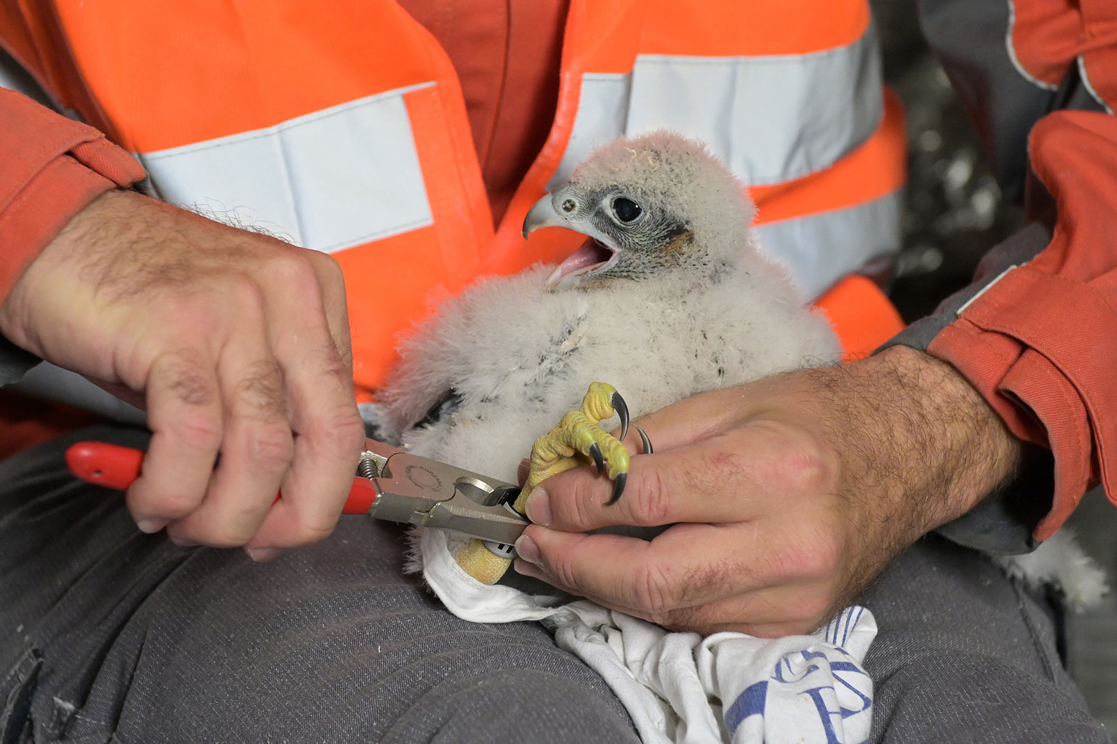 Eine Person in einer orangefarbenen Weste schneidet vorsichtig die Krallen eines flauschigen Küken, das sicher in einem Tuch gehalten wird.
