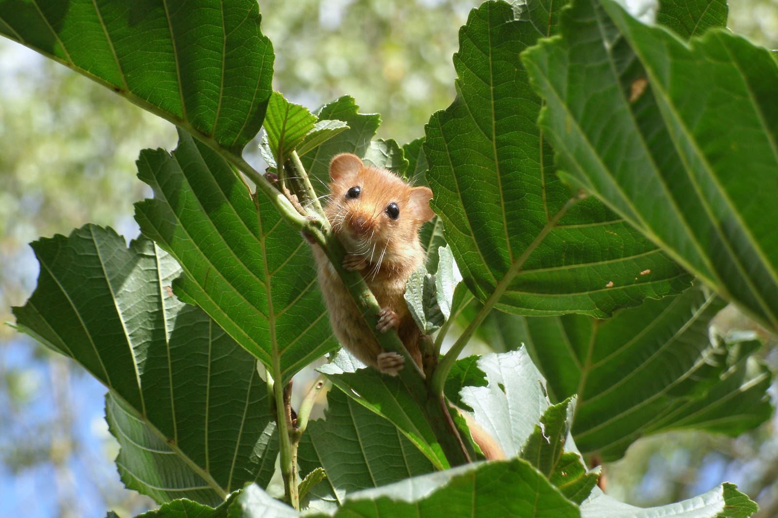 Ein kleines, pelziges Tier sitzt auf einem Ast zwischen großen grünen Blättern und sieht neugierig in die Kamera.