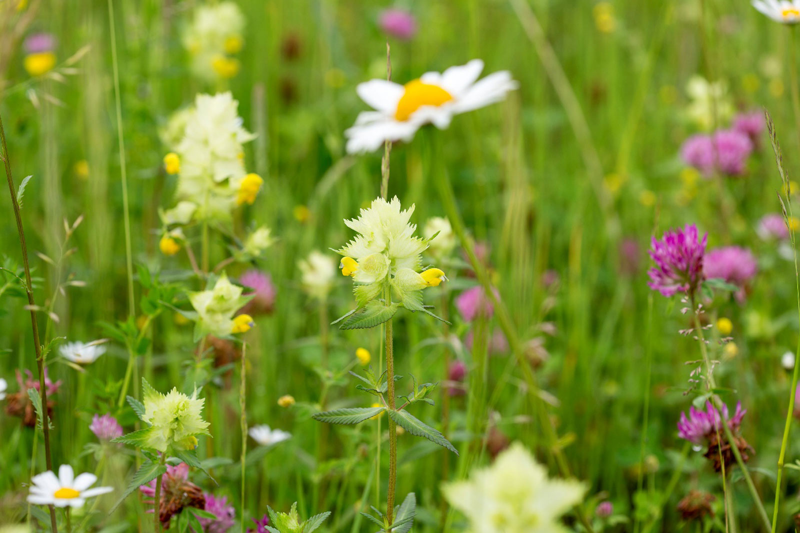 Eine lebendige Wiese mit verschiedenen Wildblumen, darunter Gänseblümchen und rosa Klee, vor einem üppig grünen Hintergrund.