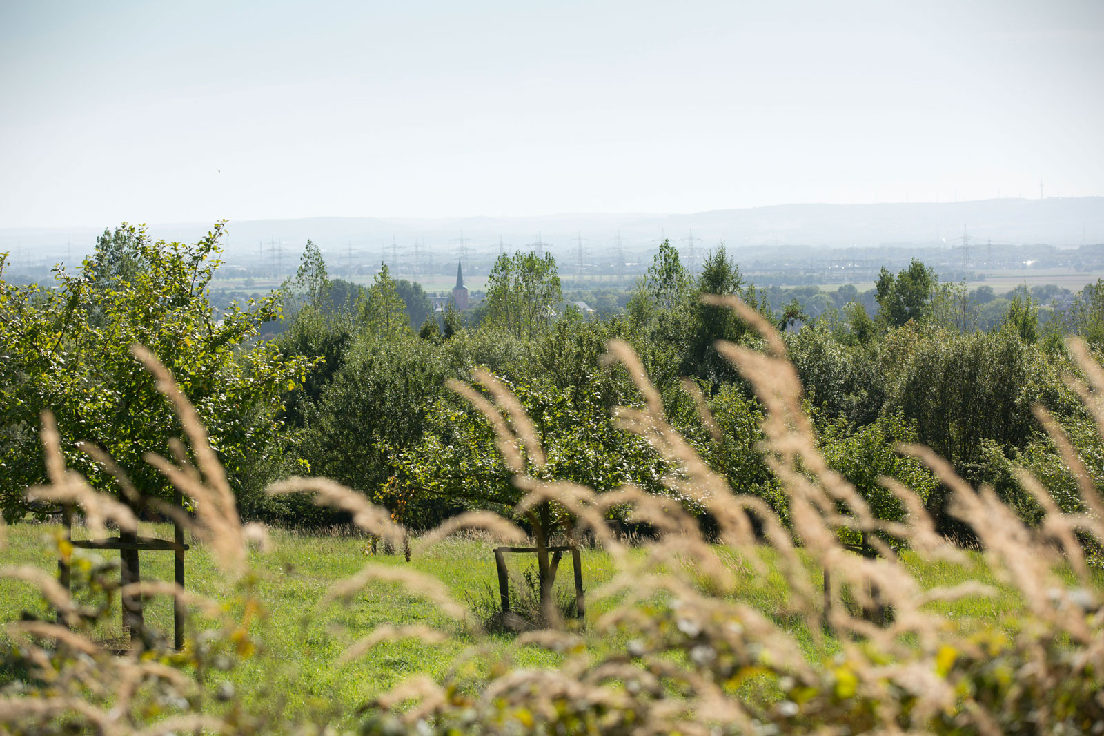 Eine ruhige Landschaft mit grünen Bäumen, hohem Gras und entfernten Hügeln unter einem klaren Himmel.