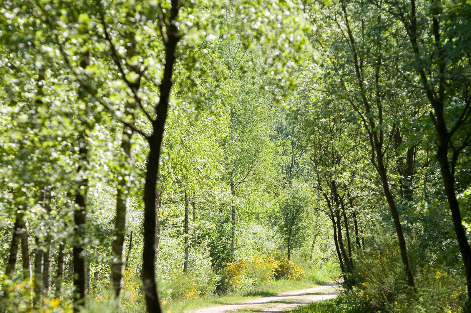 Ein ruhiger Waldfweg, gesäumt von lebhaften grünen Bäumen, der in einen sonnenbeschienenen Wald führt.