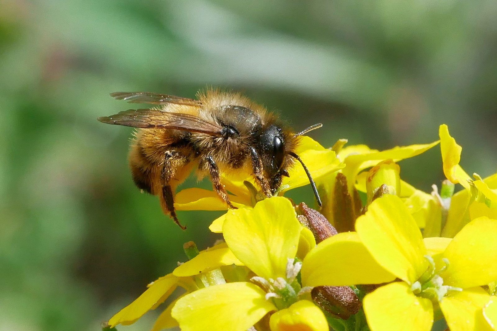Eine Nahaufnahme einer Biene, die Pollen von leuchtend gelben Blumen in einer natürlichen Umgebung sammelt.