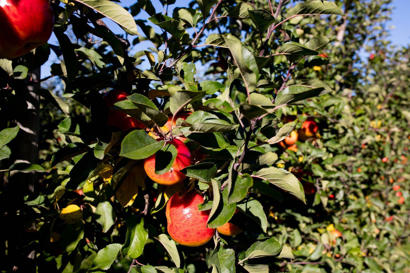 Nahaufnahme eines Apfelbaums mit reifen roten und gelben Äpfeln, die zwischen leuchtend grünen Blättern vor einem klaren blauen Himmel hängen.