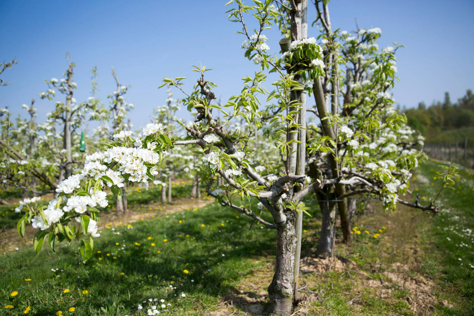 Ein blühender Obstgarten mit weißen Blüten und grünen Blättern unter einem klaren blauen Himmel, umgeben von Gras und Löwenzahn.
