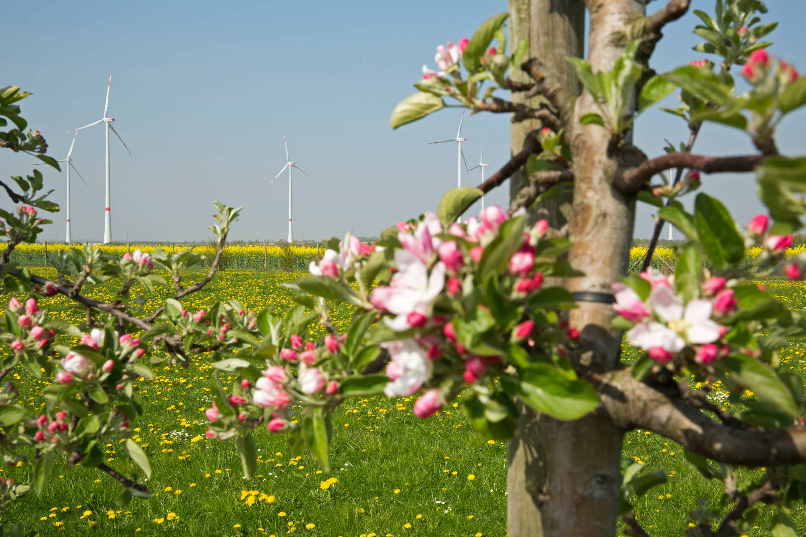 Ein blühender Apfelbaum im Vordergrund mit rosa und weißen Blüten, der auf ein Feld mit Windkraftanlagen im Hintergrund blickt.