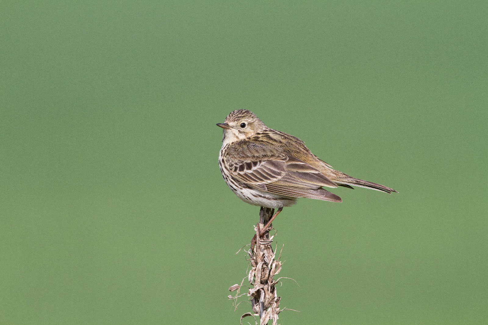 Ein kleiner Vogel auf einem trockenen Stängel, der komplizierte Federzeichnungen vor einem sanften grünen Hintergrund zeigt.