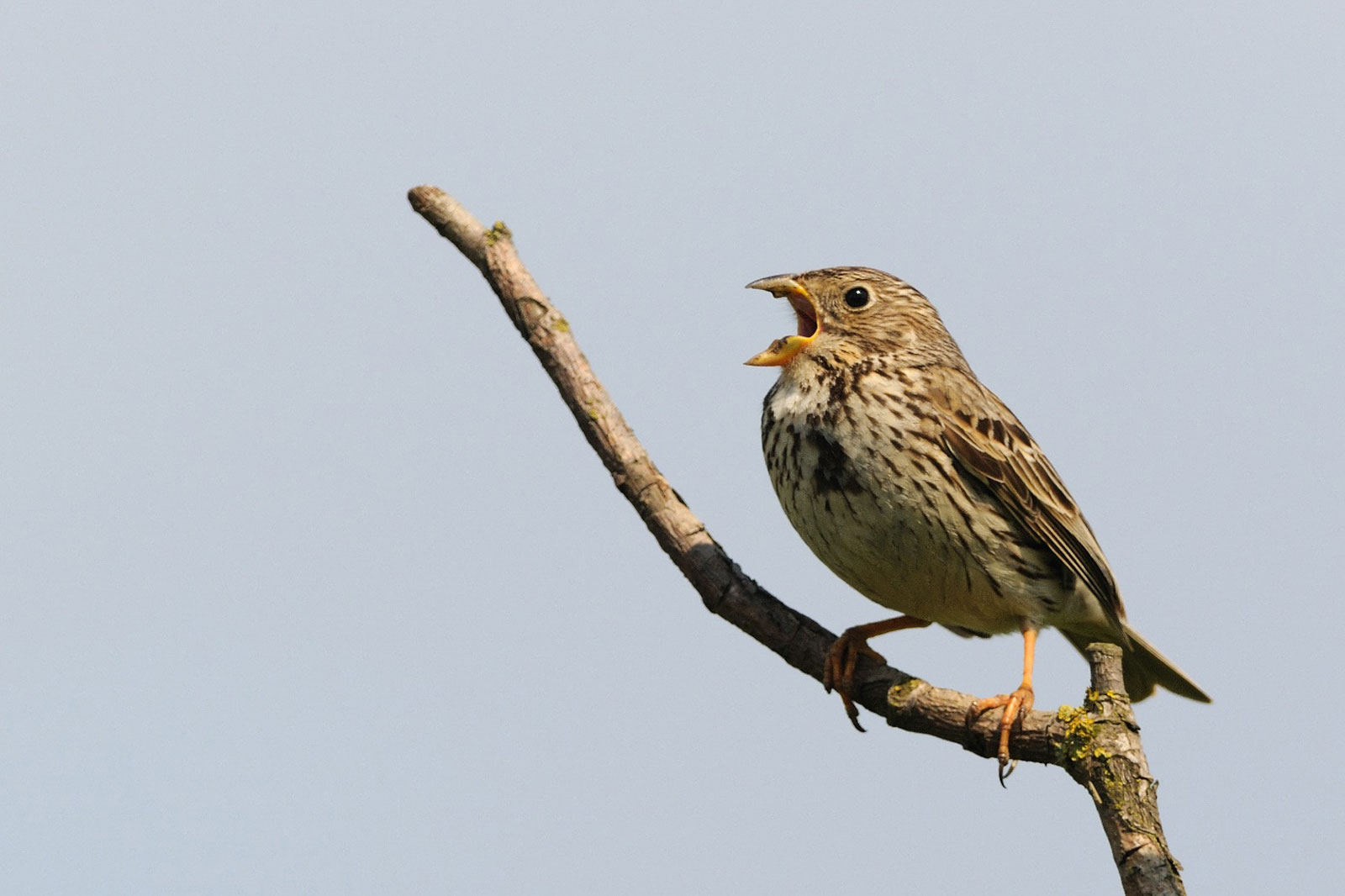 Ein Spatz sitzt auf einem Ast und singt mit offenem Schnabel vor einem klaren Himmel.