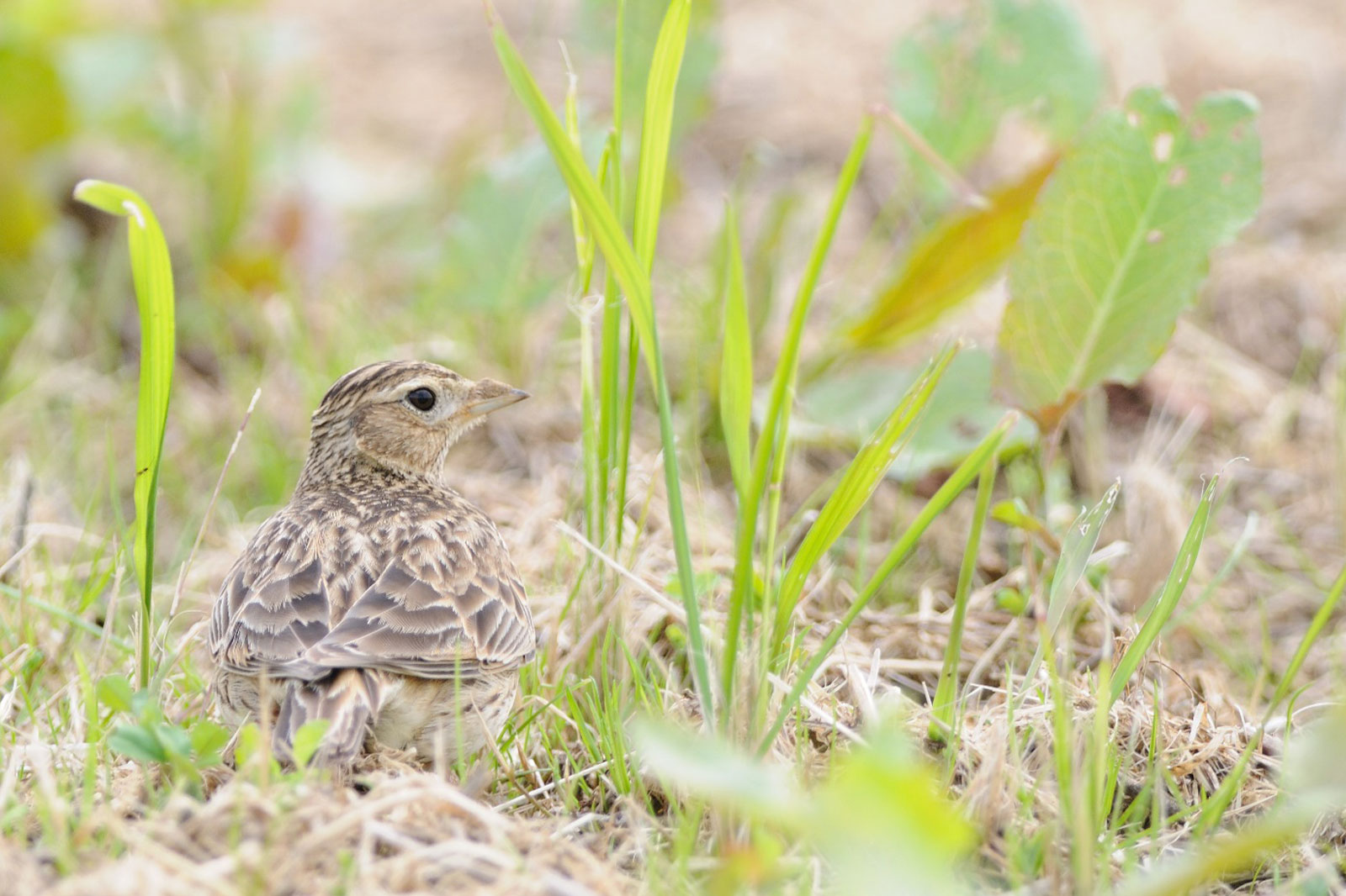 Ein kleiner Vogel sitzt zwischen grünem Gras und Laub und fügt sich in seine natürliche Umgebung ein.