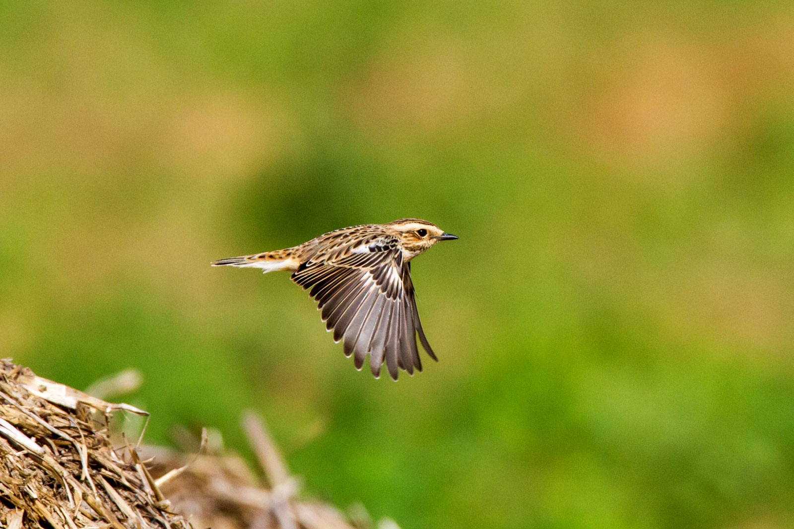 Ein Vogel im Flug über einem Haufen Stroh, der komplexe Federzeichnungen vor einem verschwommenen grünen Hintergrund zeigt.