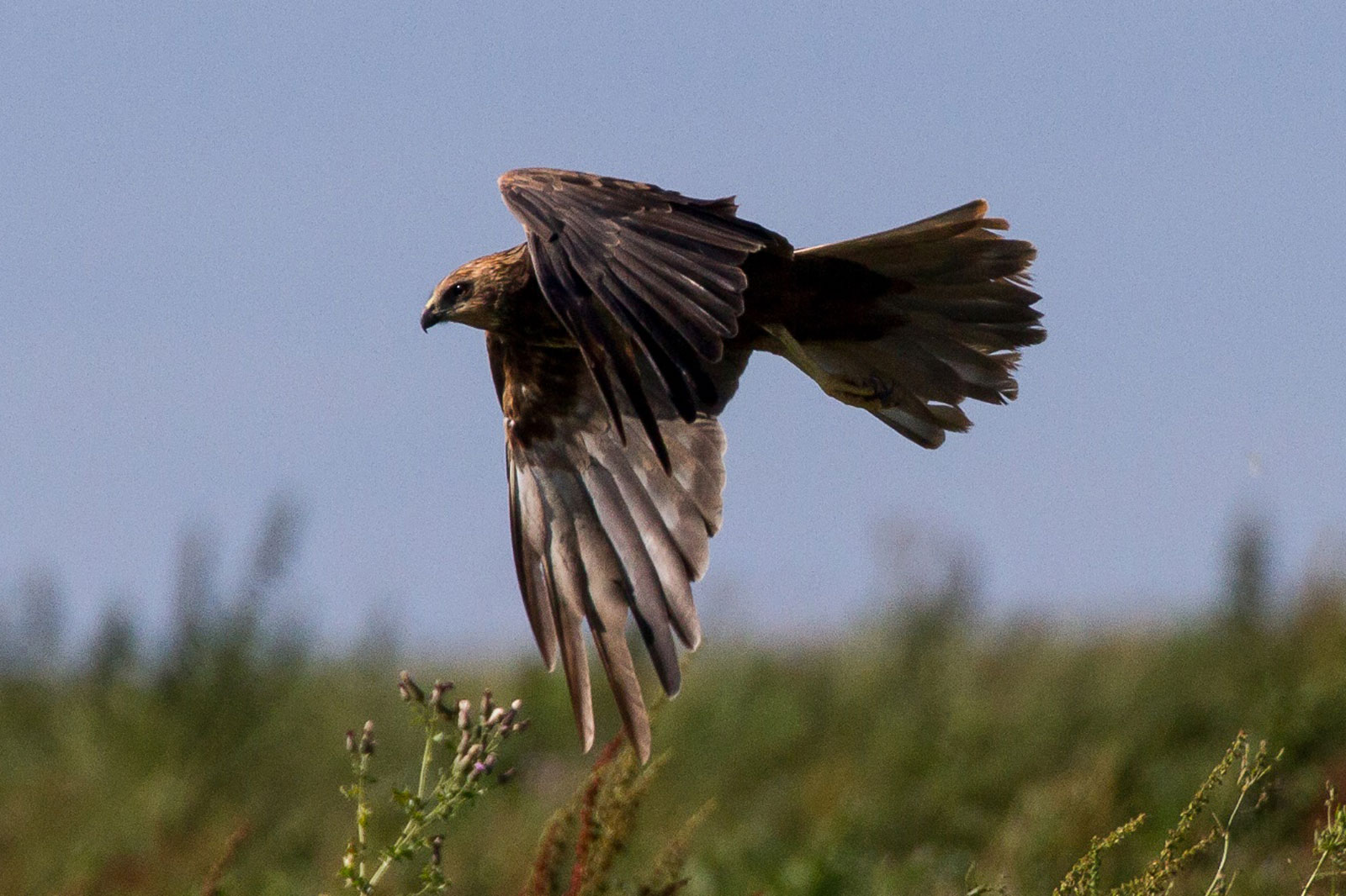 Ein Greifvogel im Flug, der seine Flügel und Federn vor einem verschwommenen natürlichen Hintergrund zeigt.