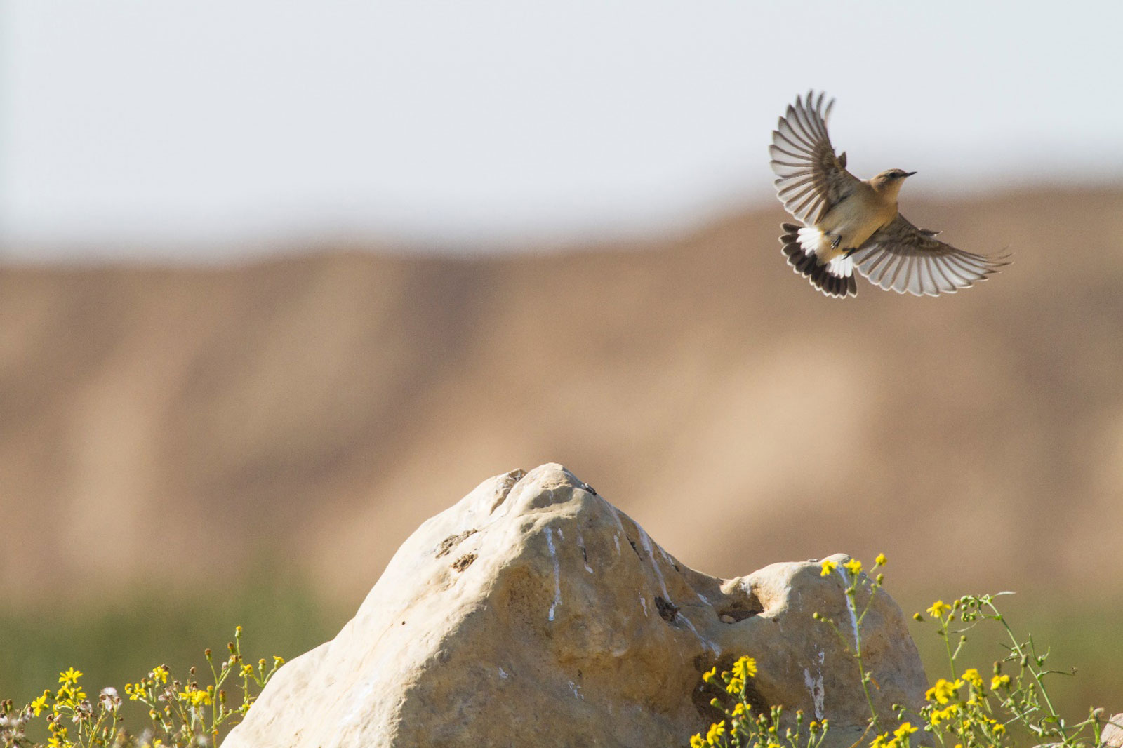 Ein Vogel im Flug über einem Felsen, umgeben von gelben Blumen in einer natürlichen Landschaft.