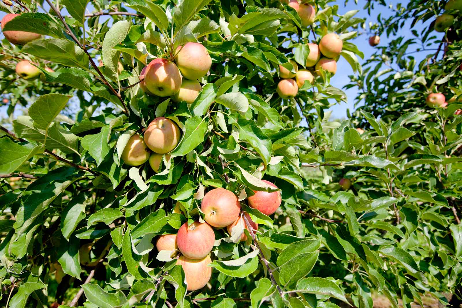 Eine Nahaufnahme eines Apfelbaums mit reifen Äpfeln, umgeben von üppigem grünem Laub unter einem klaren blauen Himmel.