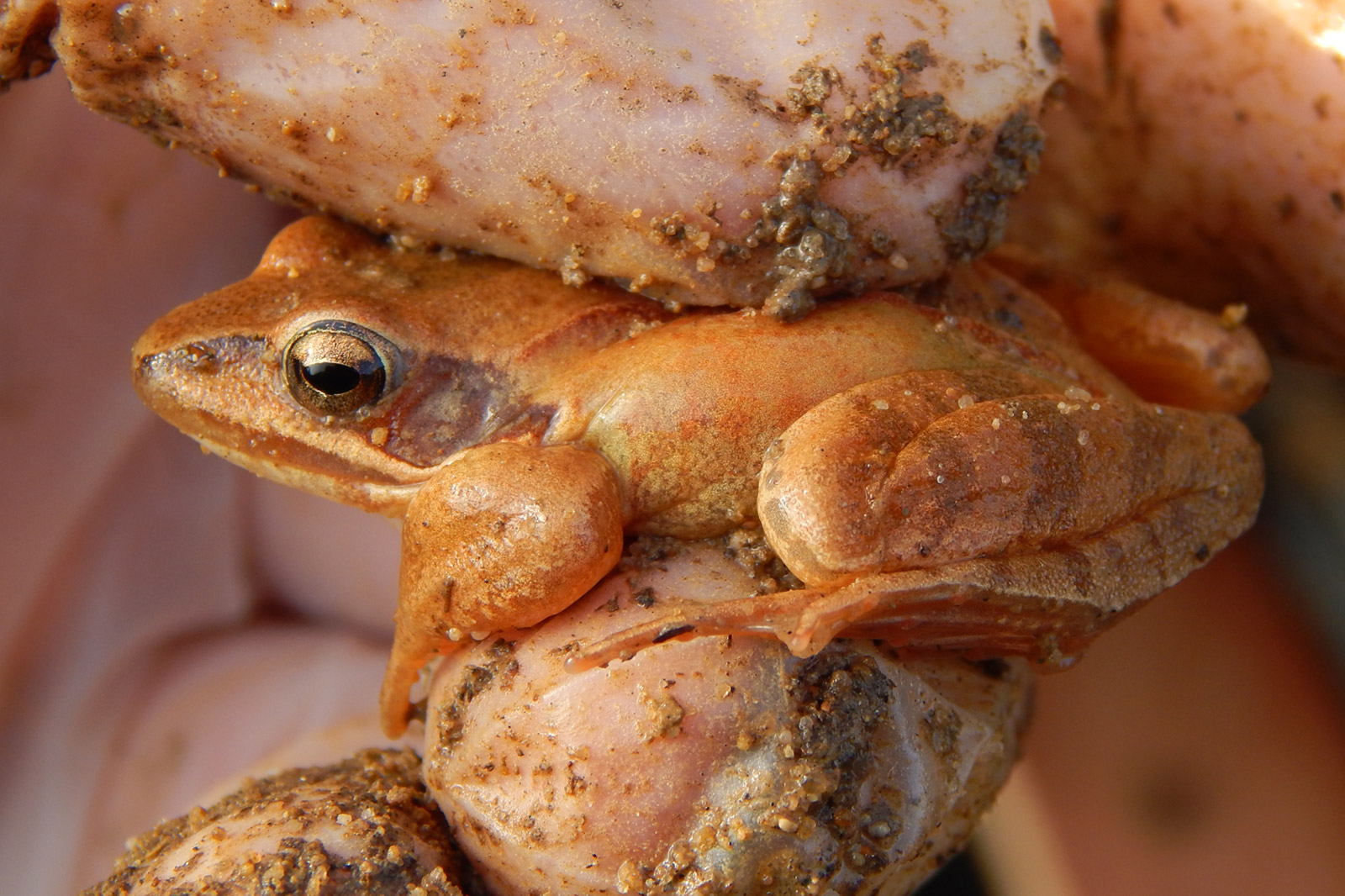 Eine Nahaufnahme eines braunen Frosches, der auf einer Hand ruht, zeigt seine strukturierte Haut und glänzenden Augen.