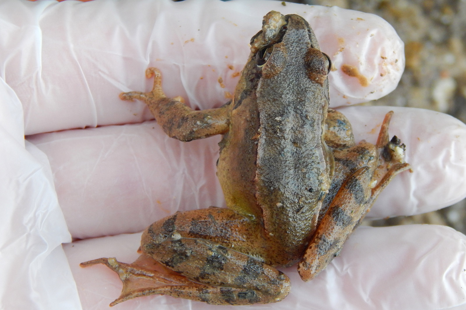 The remote server returned an error: (400) Bad Request.