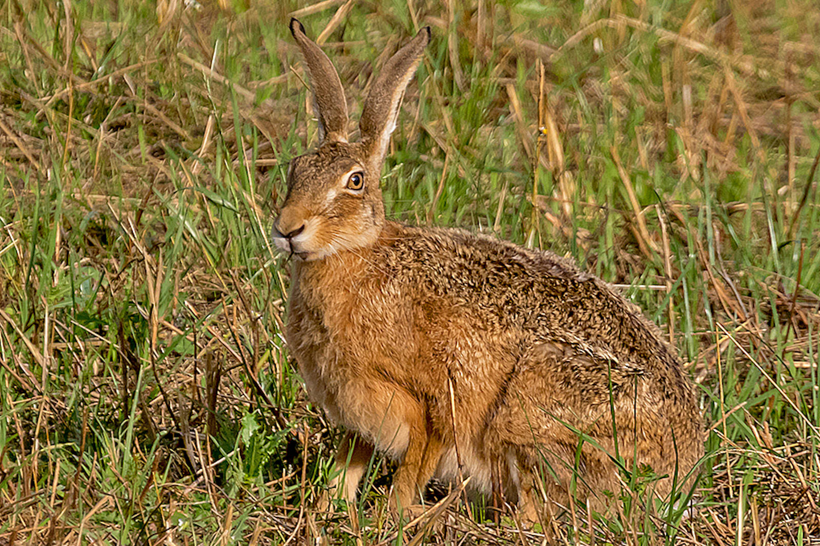 Ein Feldhase sitzt auf einer Wiese, blickt zur Kamera und hat aufmerksame Ohren sowie einen neugierigen Ausdruck.