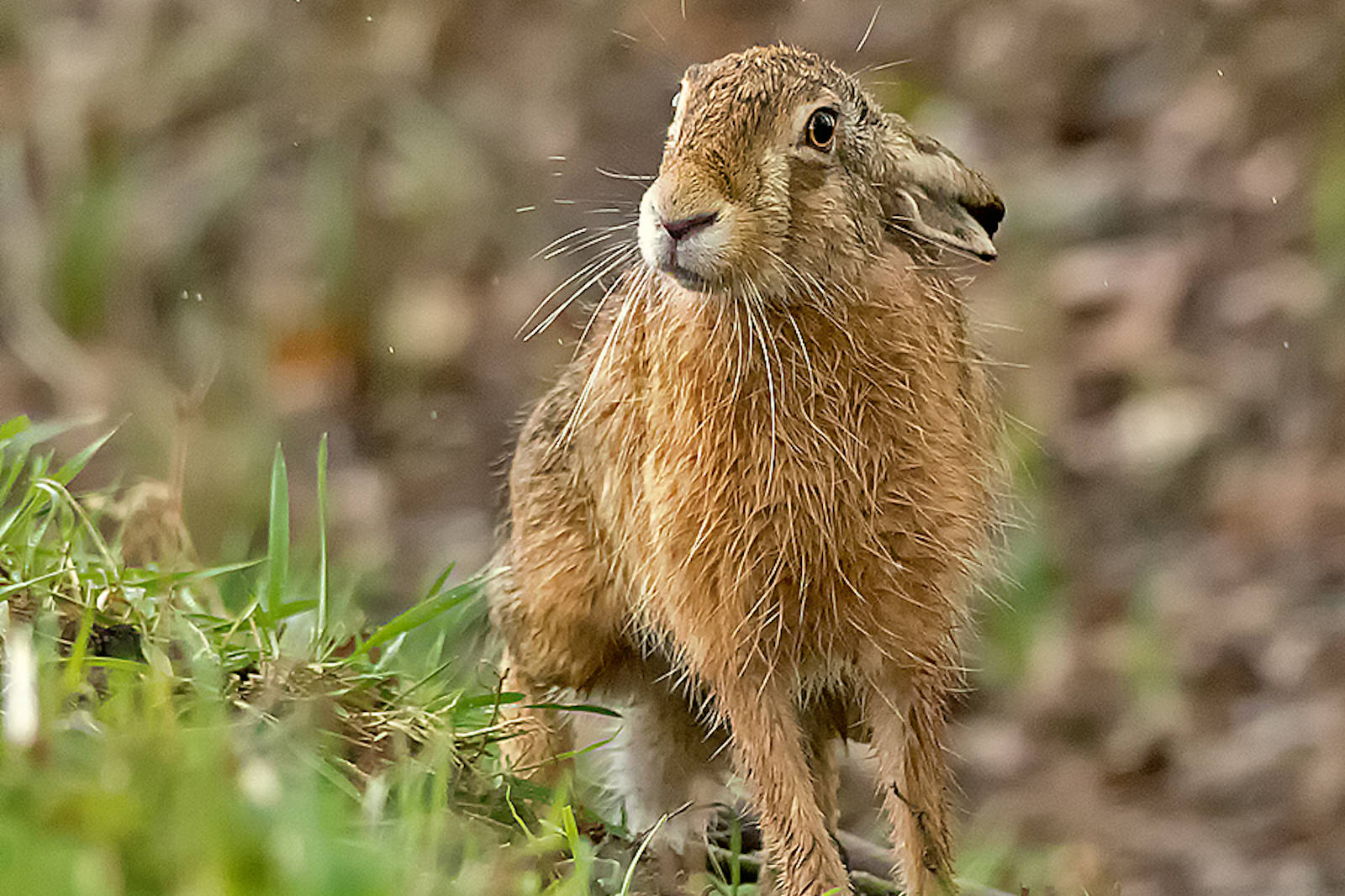 Ein Feldhase steht auf grünem Gras, blickt den Betrachter an mit wachsamen Ohren und einem feuchten, strukturierten Pelz in unscharfem Waldhintergrund.