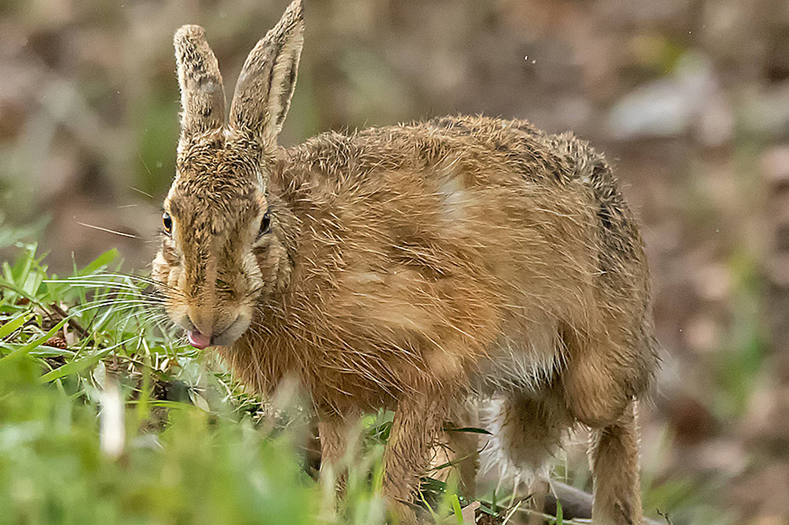 Eine Nahaufnahme eines braunen Hasen in einem grasbewachsenen Bereich, der neugierig seine Nase leckt.