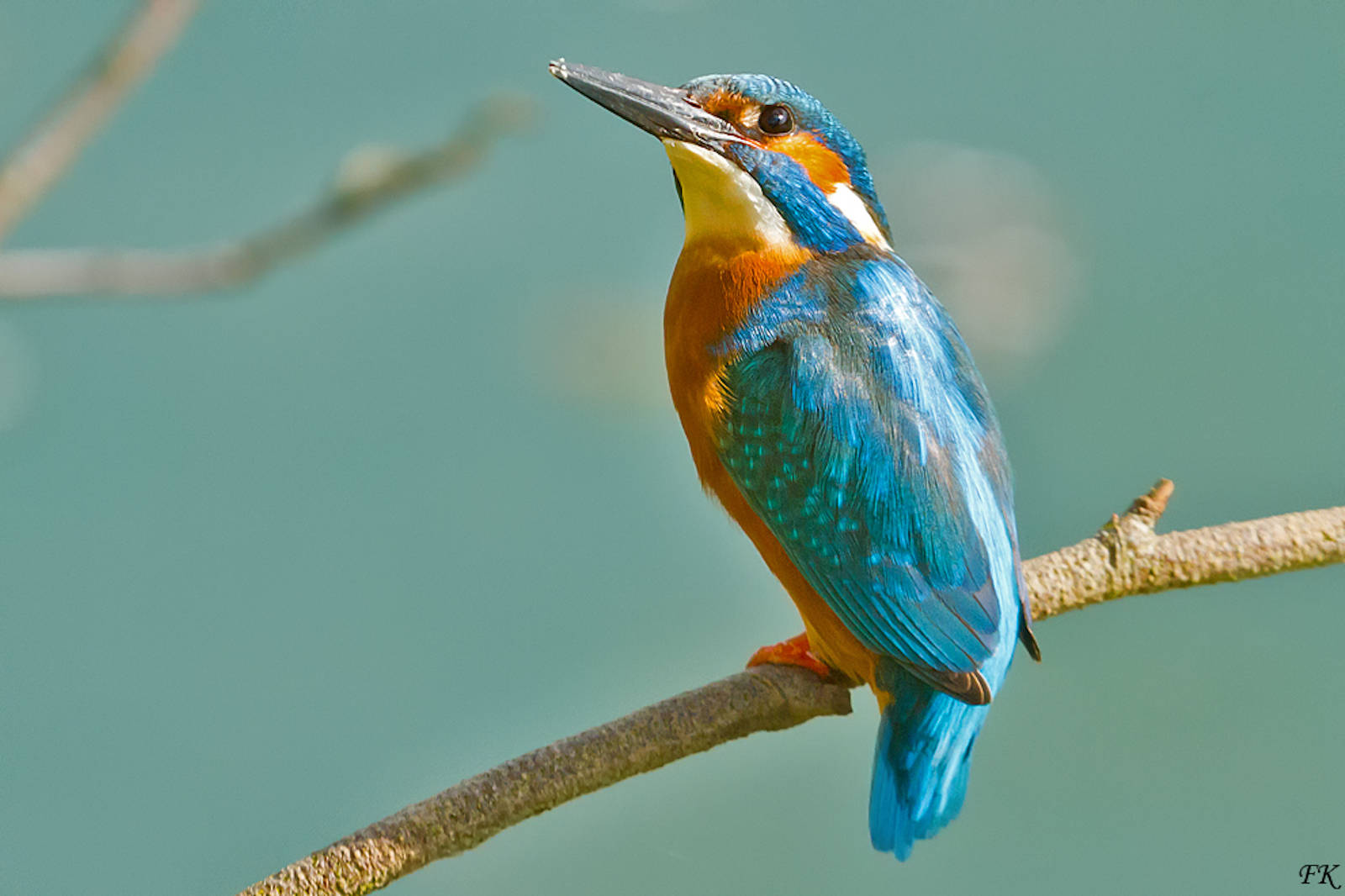 Ein lebhafter Eisvogel sitzt auf einem Ast und zeigt blau-orange Gefieder vor einem verschwommenen Hintergrund.