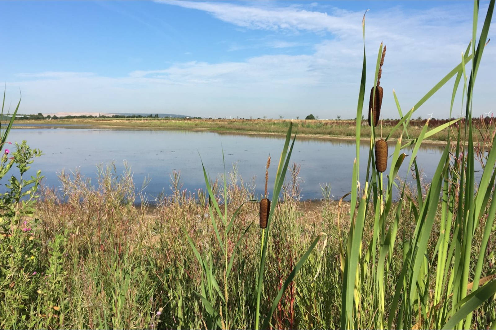 Eine ruhige Feuchtgebietslandschaft mit hohen Gräsern und einem stillen Teich unter einem klaren Himmel.