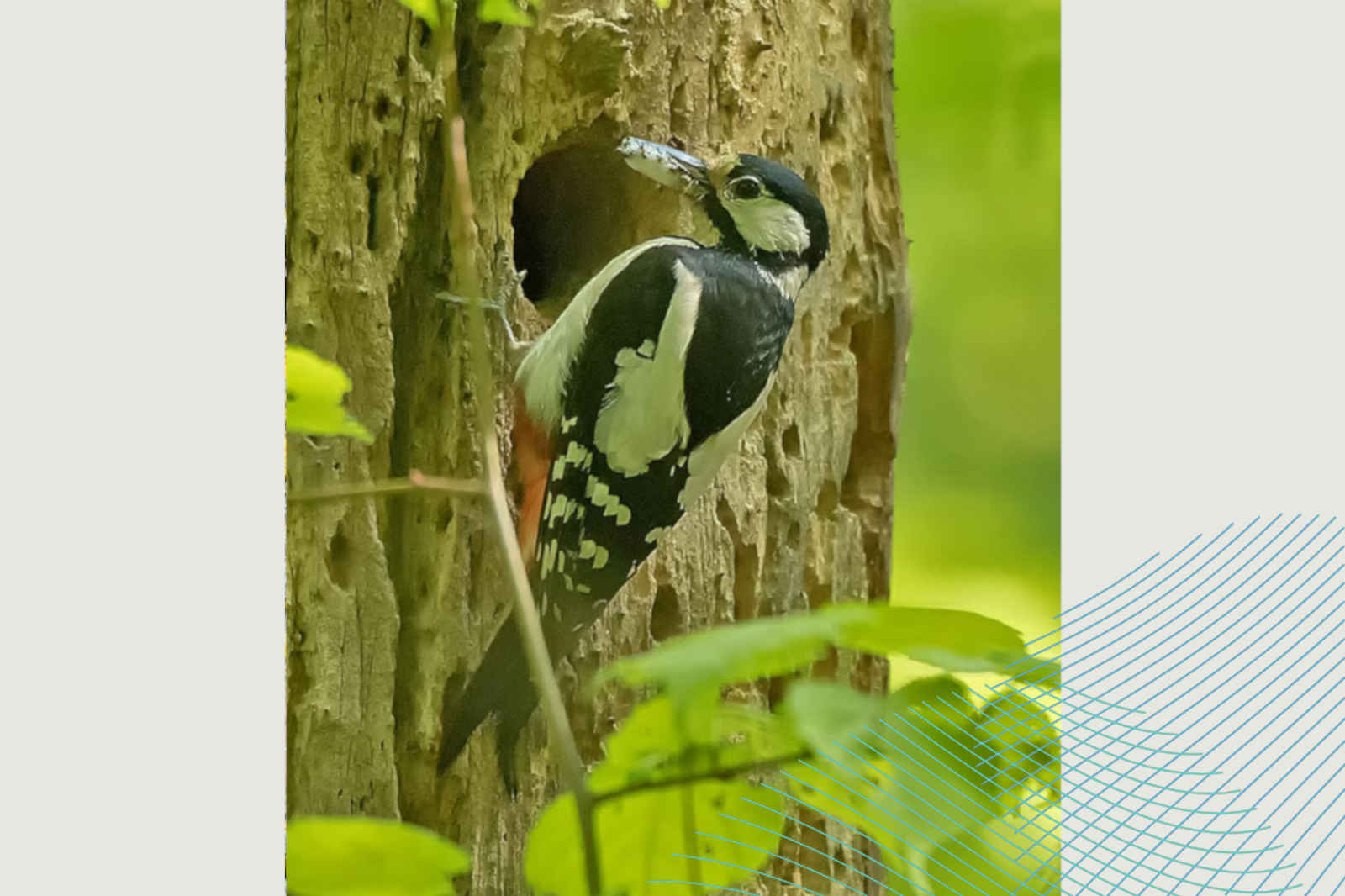 Ein Specht sitzt auf einem Baum in der Nähe seines Nests, umgeben von grünem Laub.