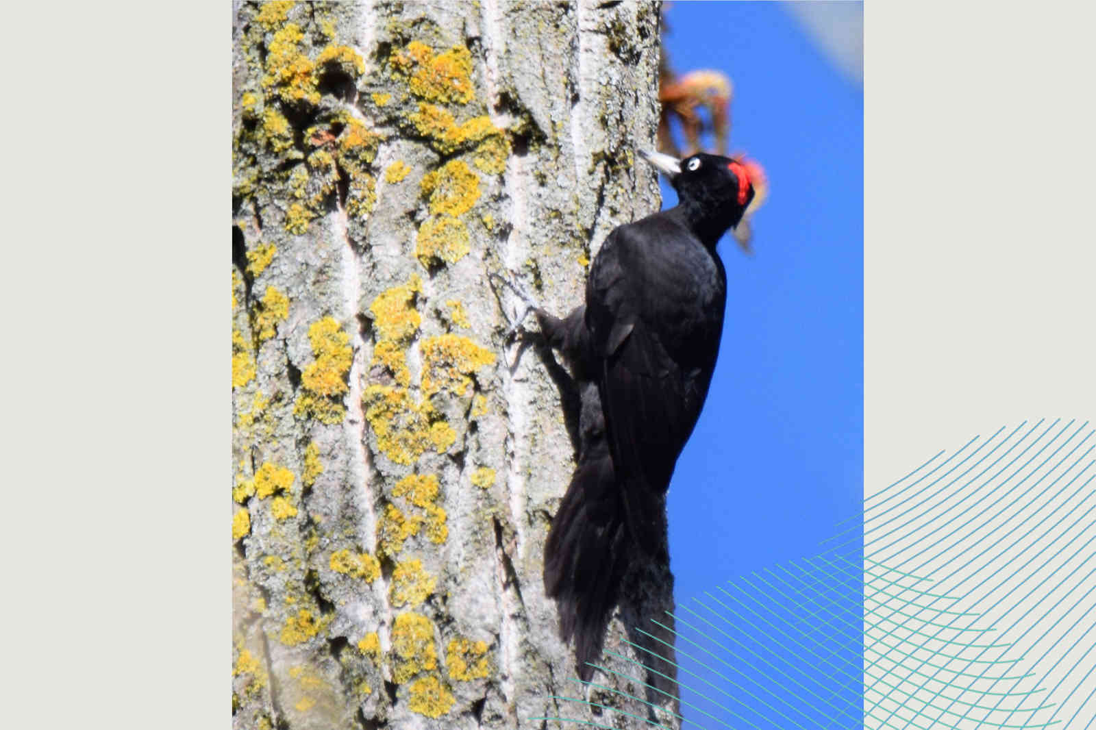 Ein schwarzer Specht mit rotem Scheitel klettert an einem strukturierten Baumstamm, der mit gelbem Flechten bedeckt ist, vor einem klaren blauen Himmel.