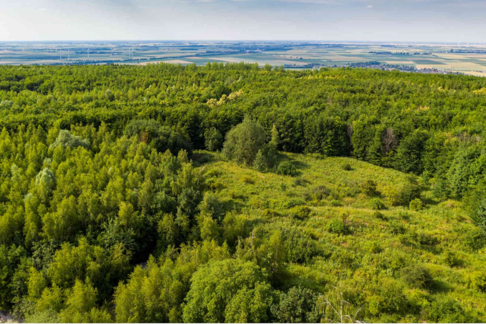 Luftaufnahme eines üppigen grünen Waldes mit variierenden Baumdichten, dahinter Felder unter einem klaren Himmel.