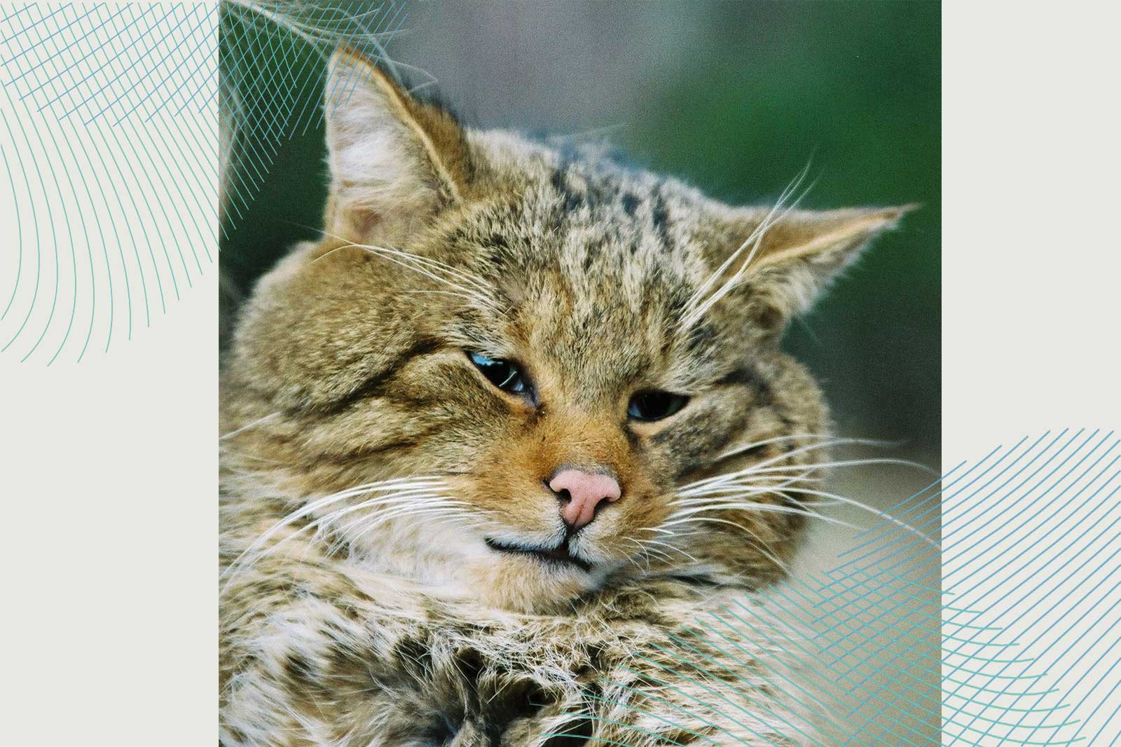 Eine Nahaufnahme einer Wildkatze mit dichtem, strohfarbenem Fell und charakteristischen Gesichtszügen, die einen ruhigen Ausdruck zeigt.