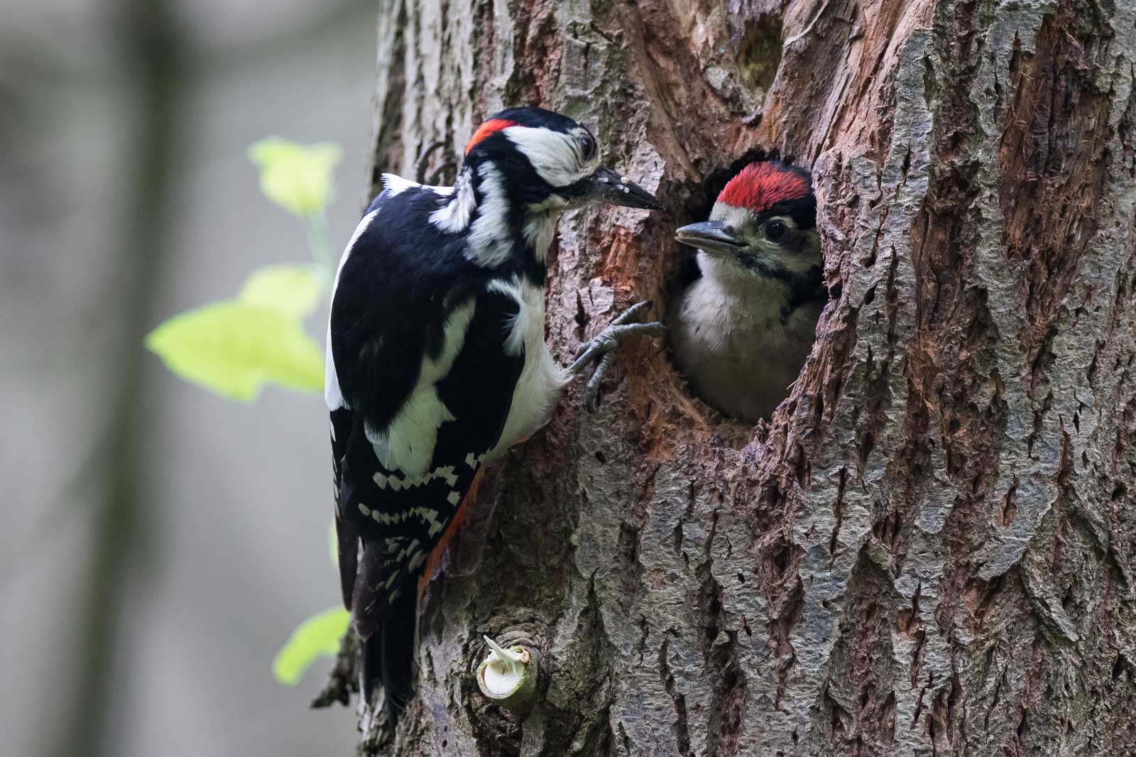 Ein Specht füttert sein Küken in einer Baumhöhle und zeigt die nährende Bindung der Natur.