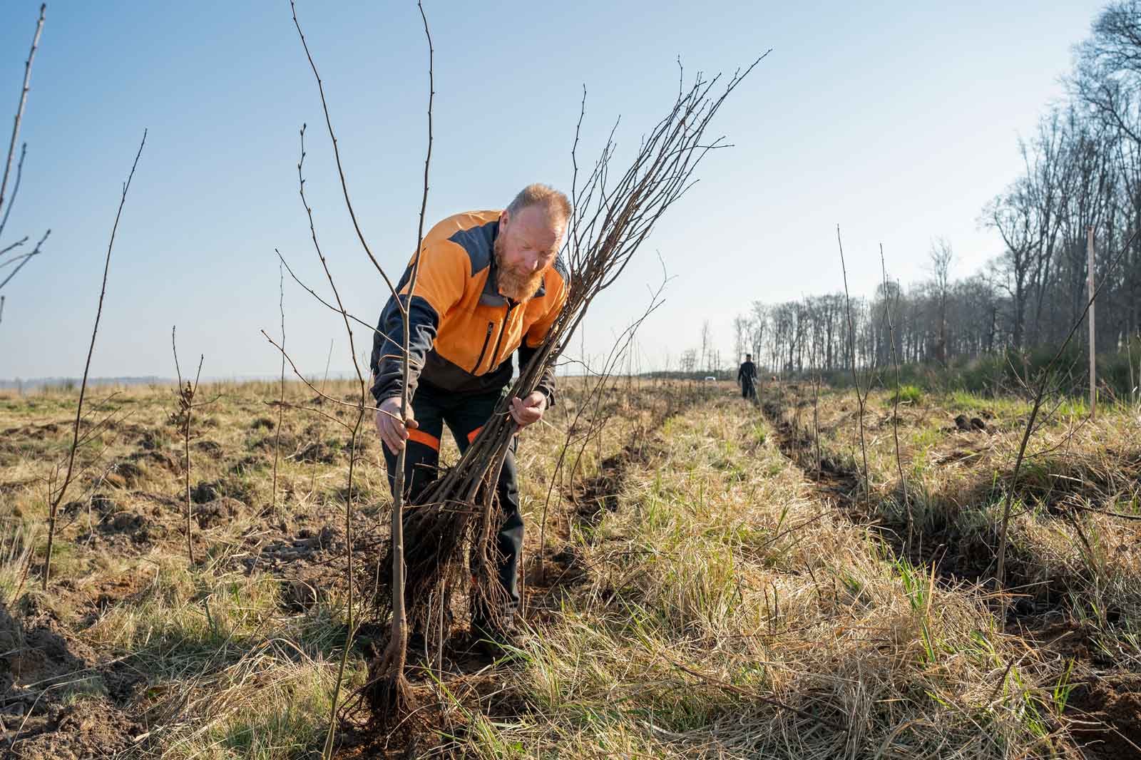 Eine Person pflanzt junge Bäume auf einem Feld an einem klaren Tag, während im Hintergrund eine weitere Person arbeitet.