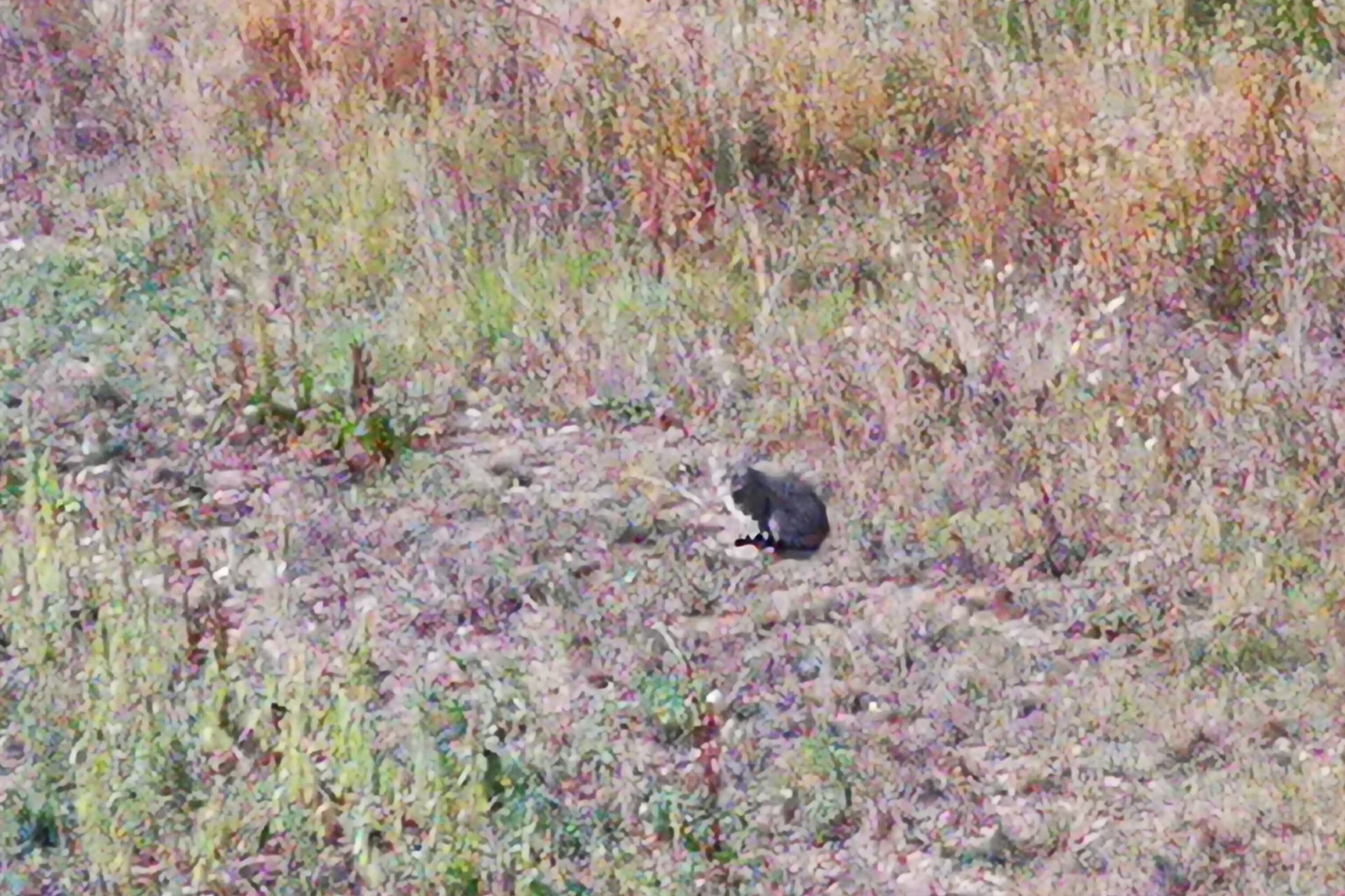 Eine graue Katze sitzt in einem Feld mit hohem Gras und Wildblumen und fügt sich in die natürliche Umgebung ein.