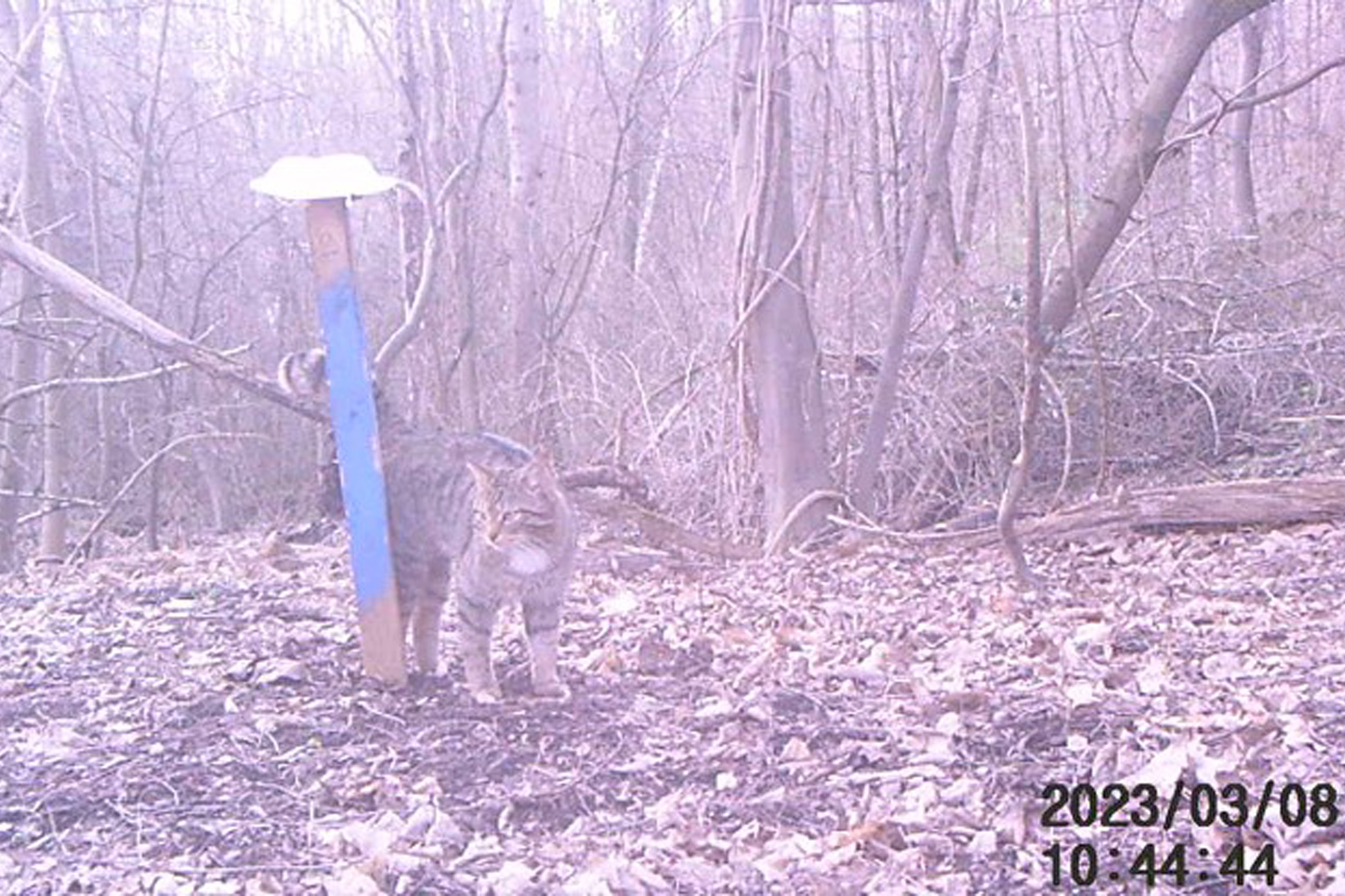 Eine Wildkatze steht neben einem blauen Pfosten in einem bewaldeten Gebiet mit Laub auf dem Boden.
