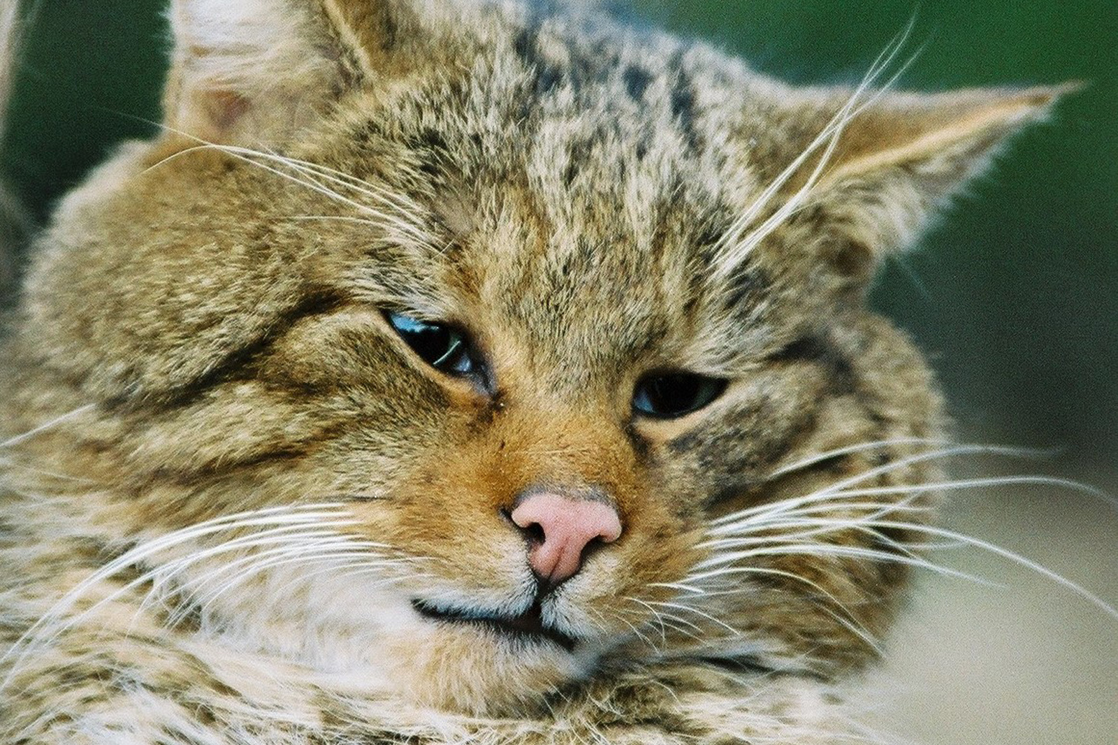 Eine Nahaufnahme einer kleinen Wildkatze mit auffälligen Zeichnungen und Schnurrhaaren, die einen ruhigen Gesichtsausdruck zeigt.