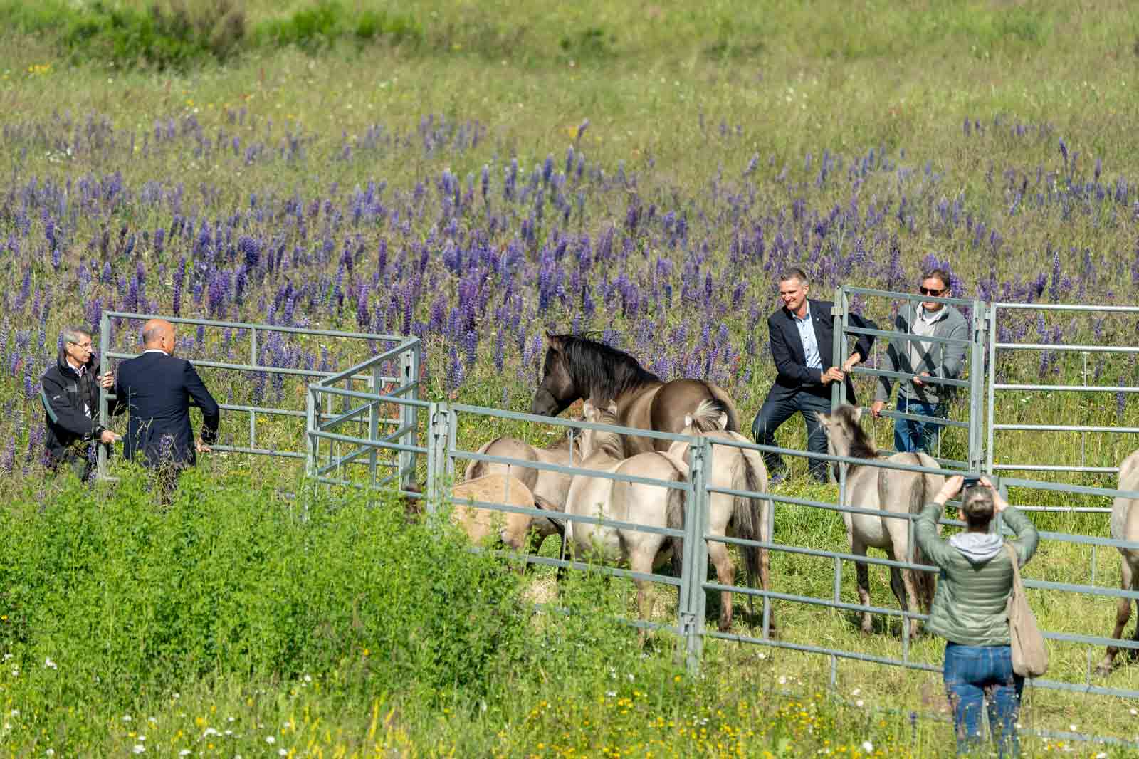 Zwei Männer in Anzügen und eine Frau mit einer Kamera interagieren mit Pferden in einem Feld mit lila Blumen.