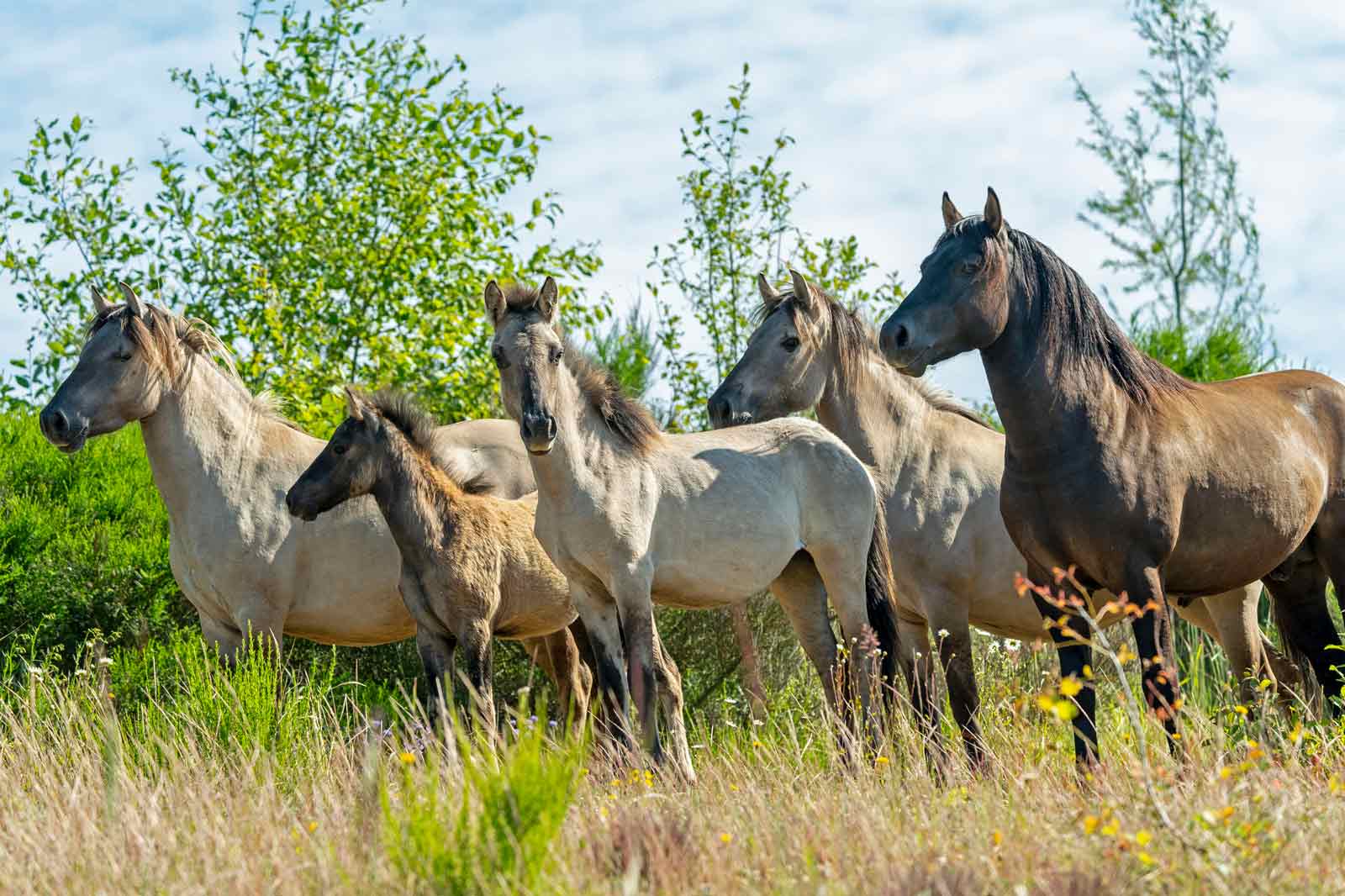 Eine Gruppe von fünf Pferden steht in einem grasbewachsenen Bereich, umgeben von Grün und unter einem teilweise bewölkten Himmel.