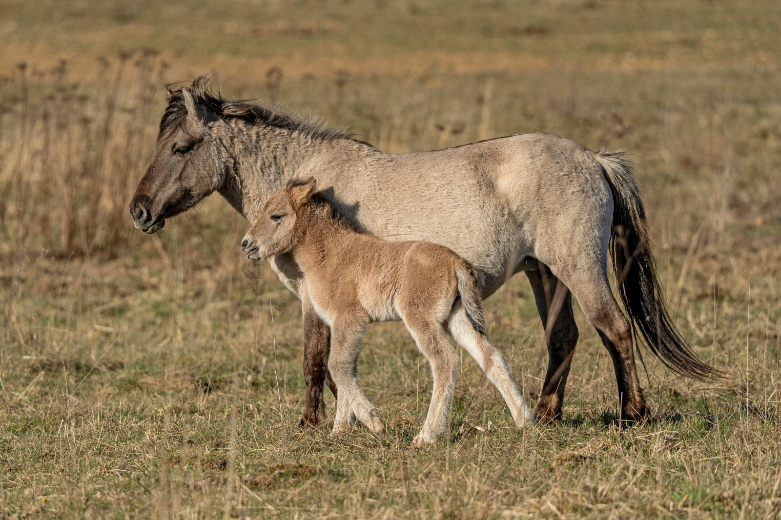 Eine Stute und ihr Fohlen stehen zusammen auf einer Wiese. Das Fohlen hat ein hellbraunes, flauschiges Fell.