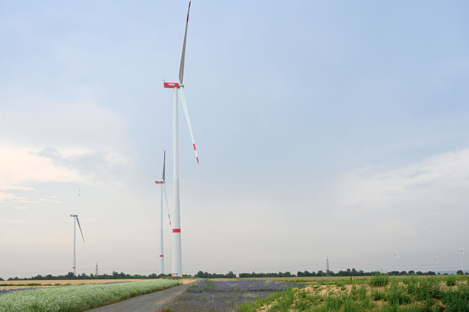 Wind turbines stand in a field with colourful flowers and a grey sky in the background.