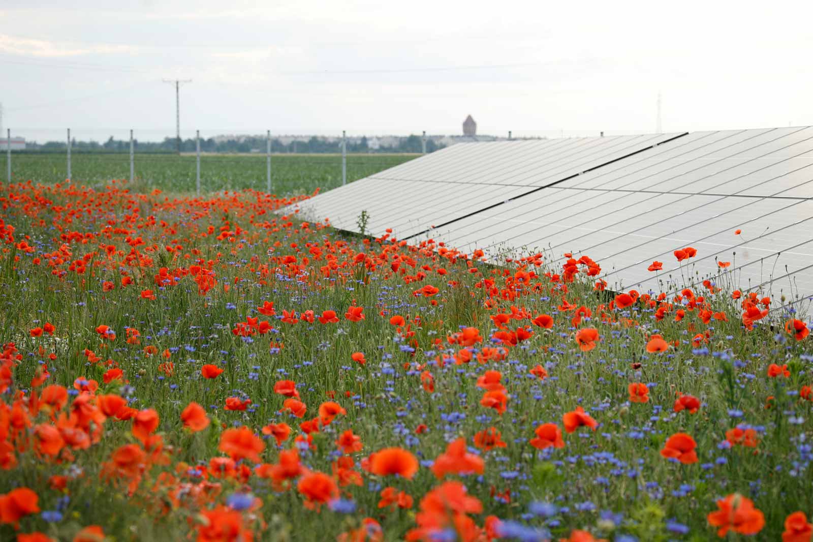Vibrant red poppies and blue flowers grow around solar panels in a green field, with distant buildings in the background.