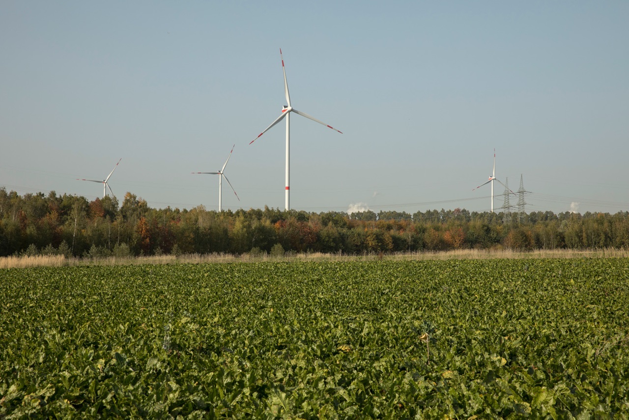 Ein Feld mit grünen Pflanzen, im Hintergrund mehrere Windkraftanlagen unter einem klaren blauen Himmel und Bäume mit Herbstfarben.