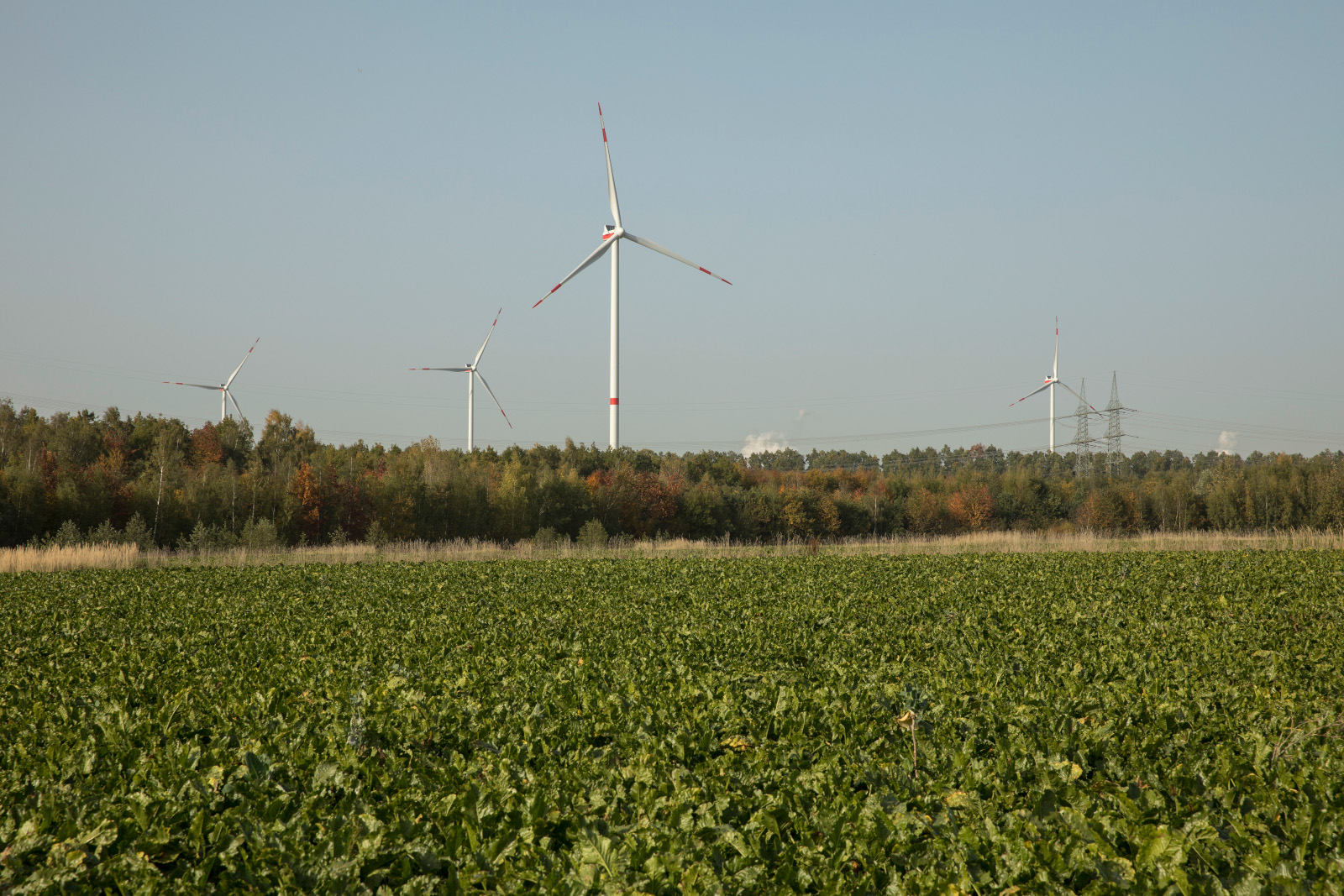 Ein Feld mit grünen Pflanzen, im Hintergrund mehrere Windkraftanlagen unter einem klaren blauen Himmel und Bäume mit Herbstfarben.