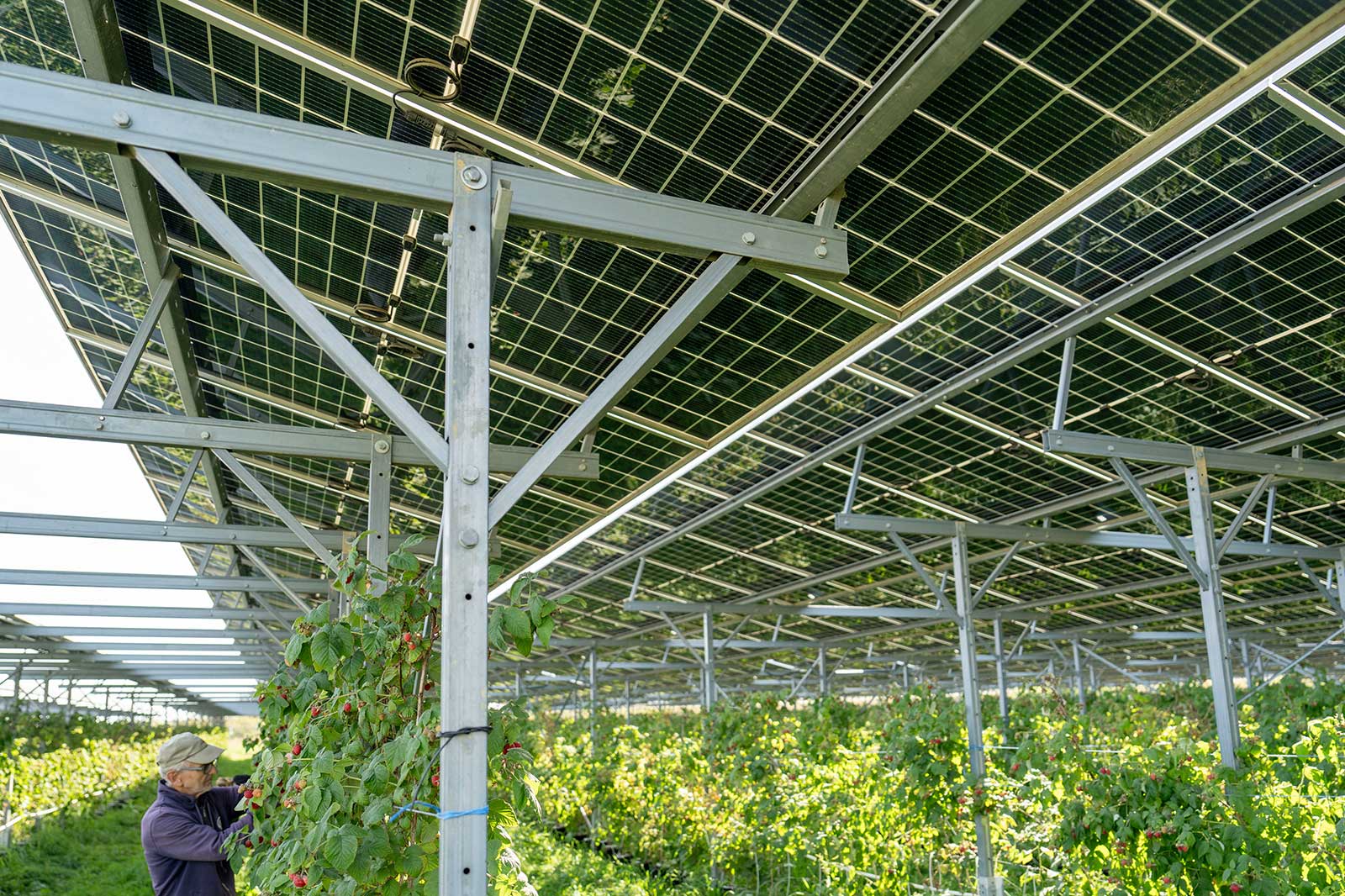 A man is harvesting raspberries under solar panels in a greenhouse with lush greenery in the background.