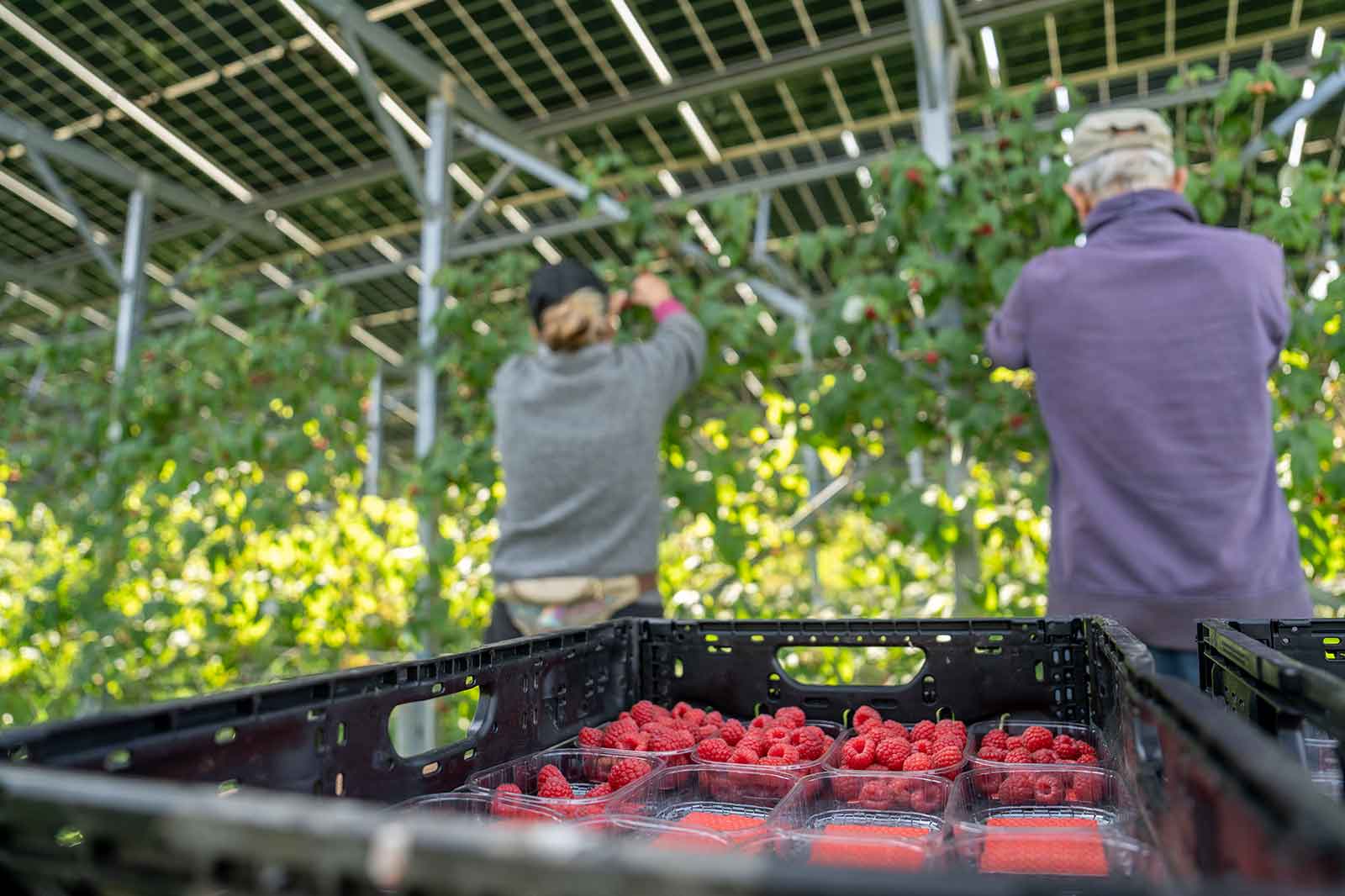 Two people are harvesting raspberries under solar panels, with fresh raspberries in clear containers on a table.