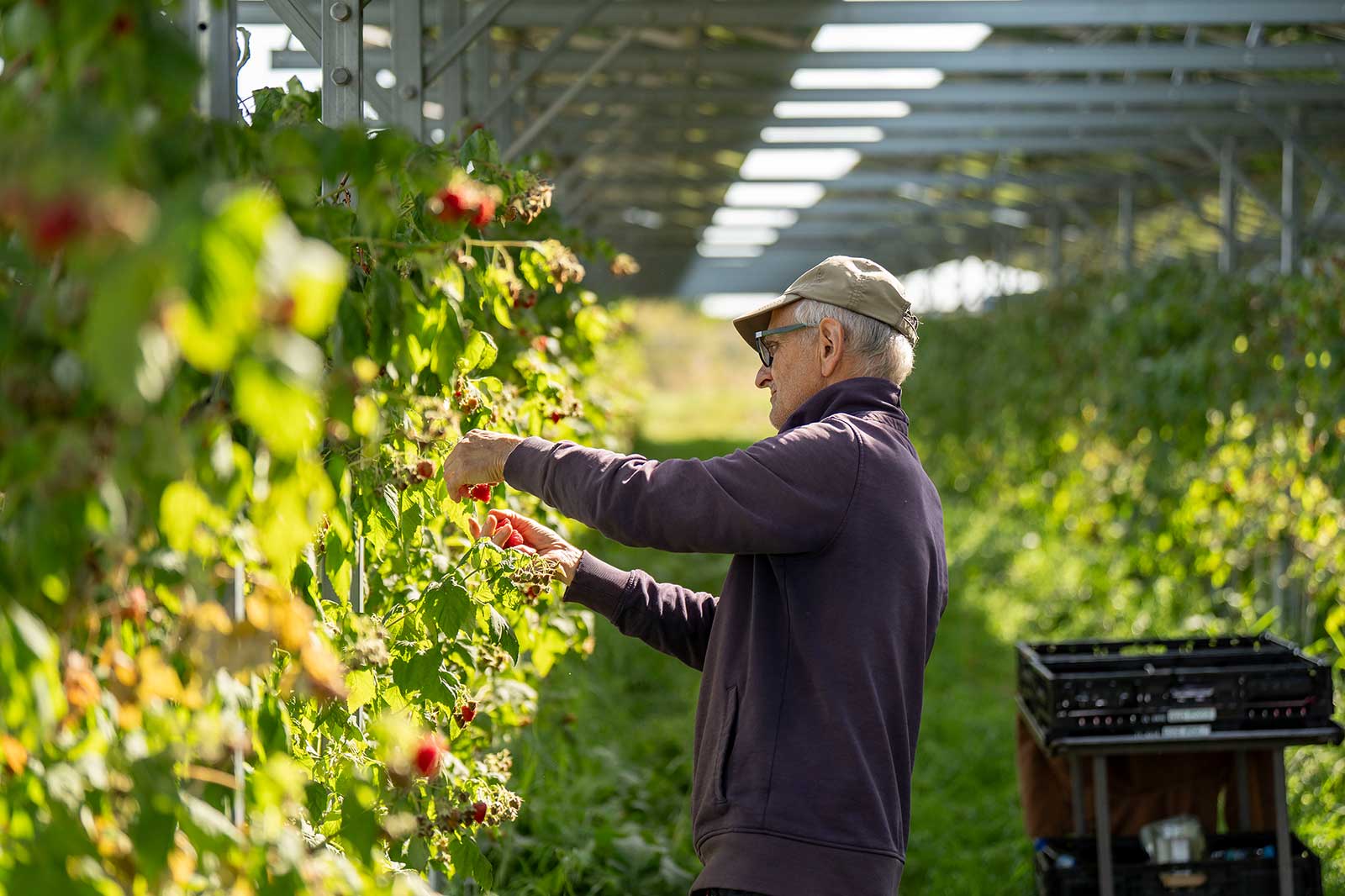 A man is harvesting fresh raspberries in a greenhouse, surrounded by green plants and a crate for collecting the fruit.